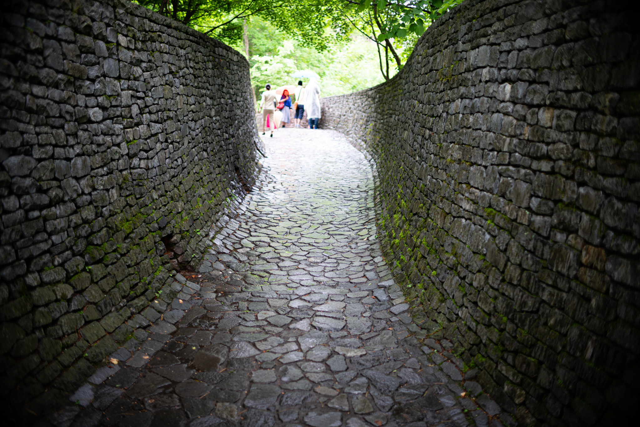 f:id:Paradisia:20190610165800j:plain f:id:Paradisia:20190610165800j:plain