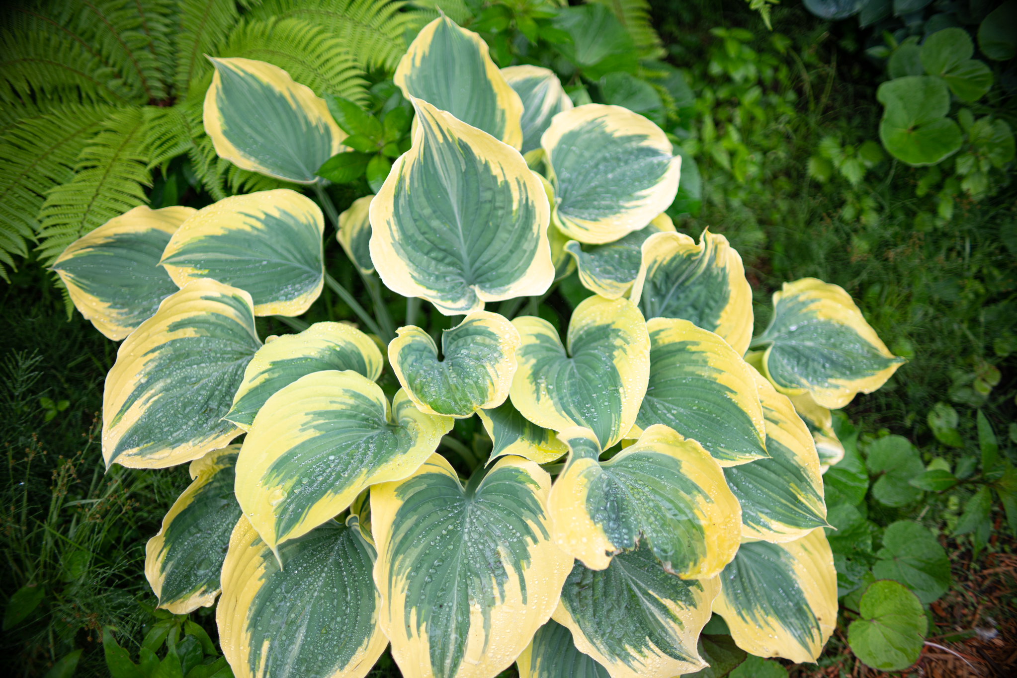 f:id:Paradisia:20190611165410j:plain f:id:Paradisia:20190611165410j:plain