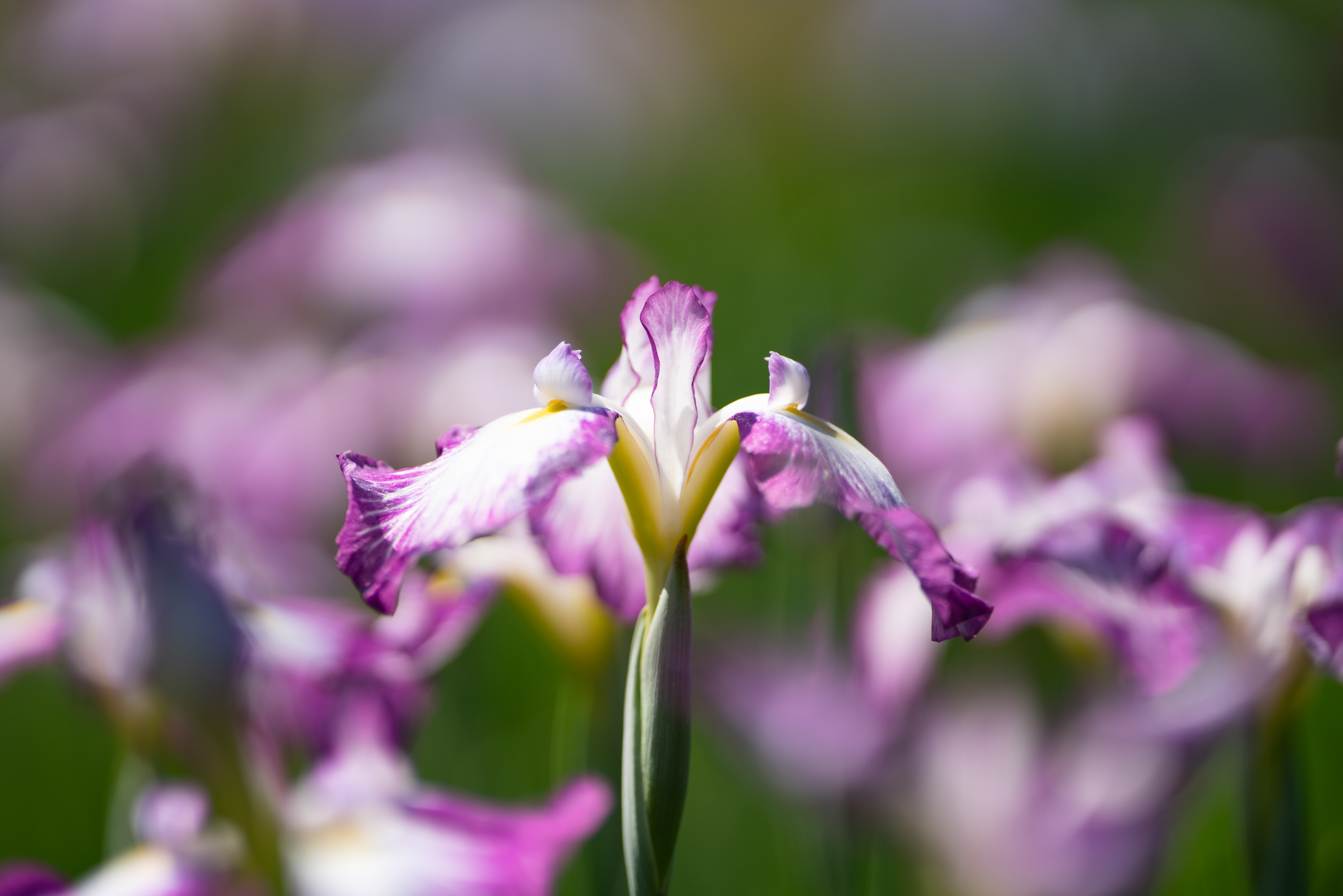 f:id:Paradisia:20190614070116j:plain f:id:Paradisia:20190614070116j:plain