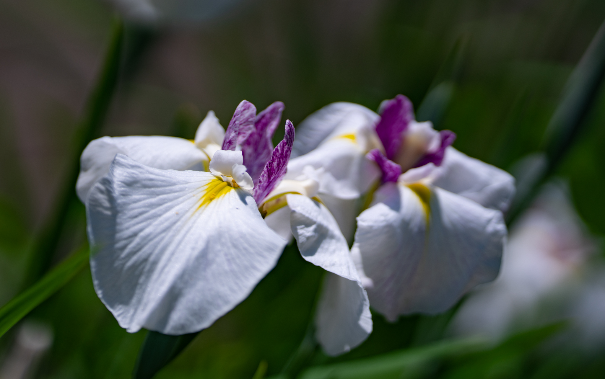 f:id:Paradisia:20190614070129j:plain f:id:Paradisia:20190614070129j:plain