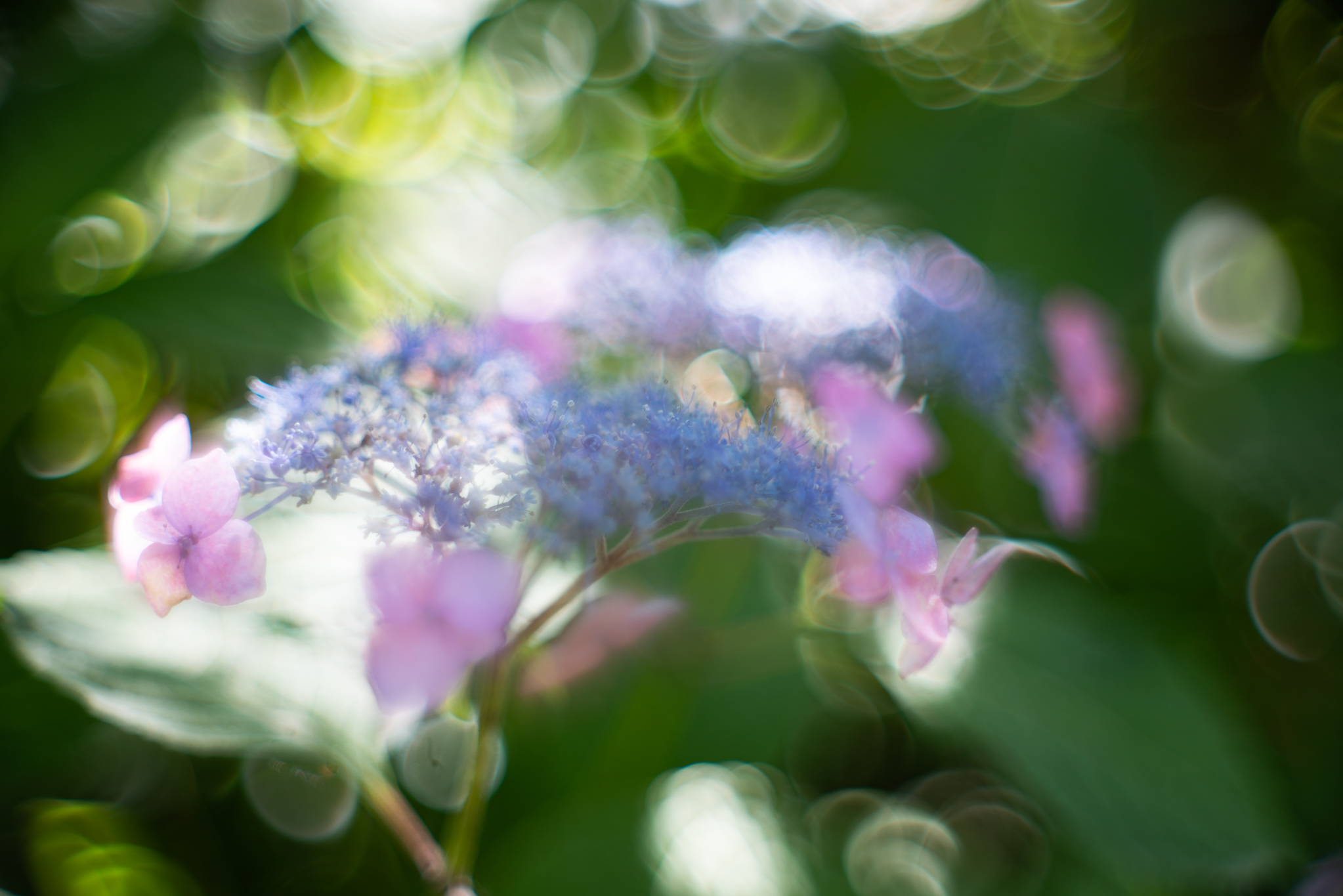 f:id:Paradisia:20190615174008j:plain f:id:Paradisia:20190615174008j:plain