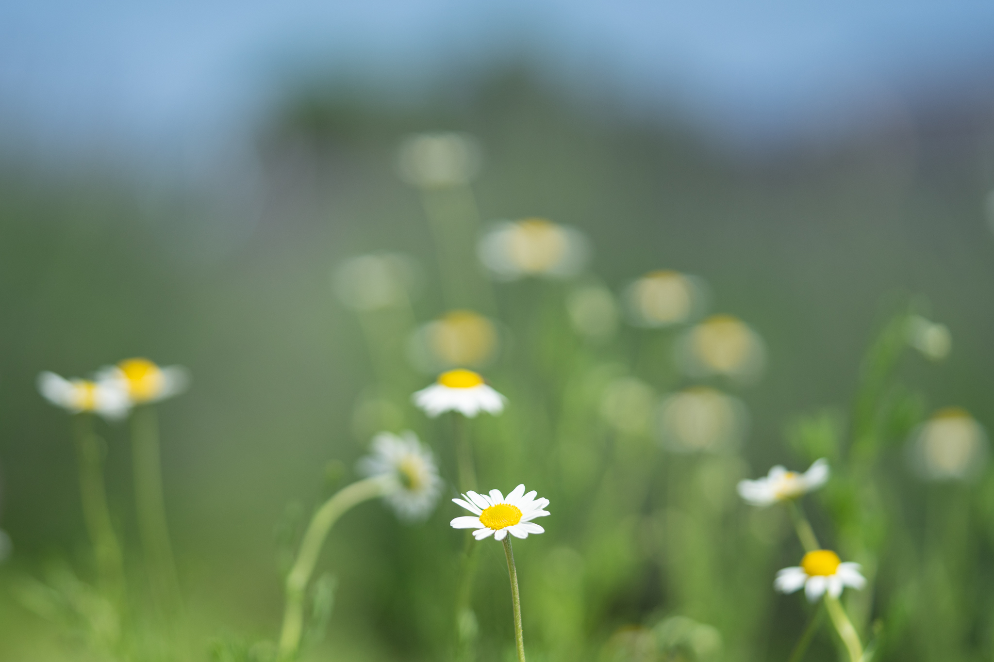 f:id:Paradisia:20190618143656j:plain f:id:Paradisia:20190618143656j:plain