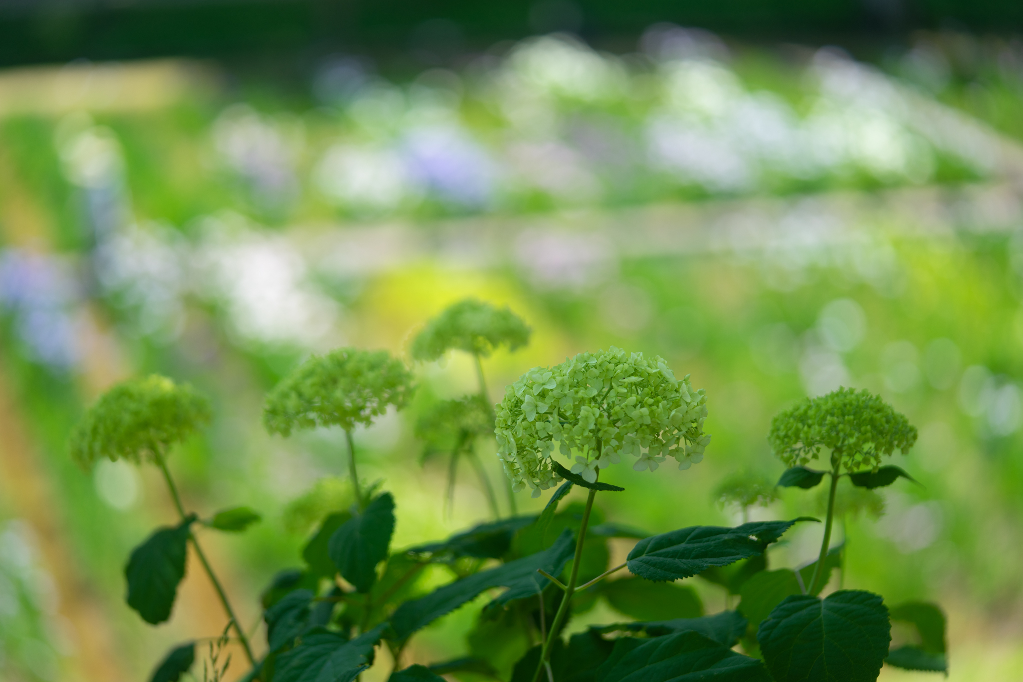 f:id:Paradisia:20190618161655j:plain f:id:Paradisia:20190618161655j:plain