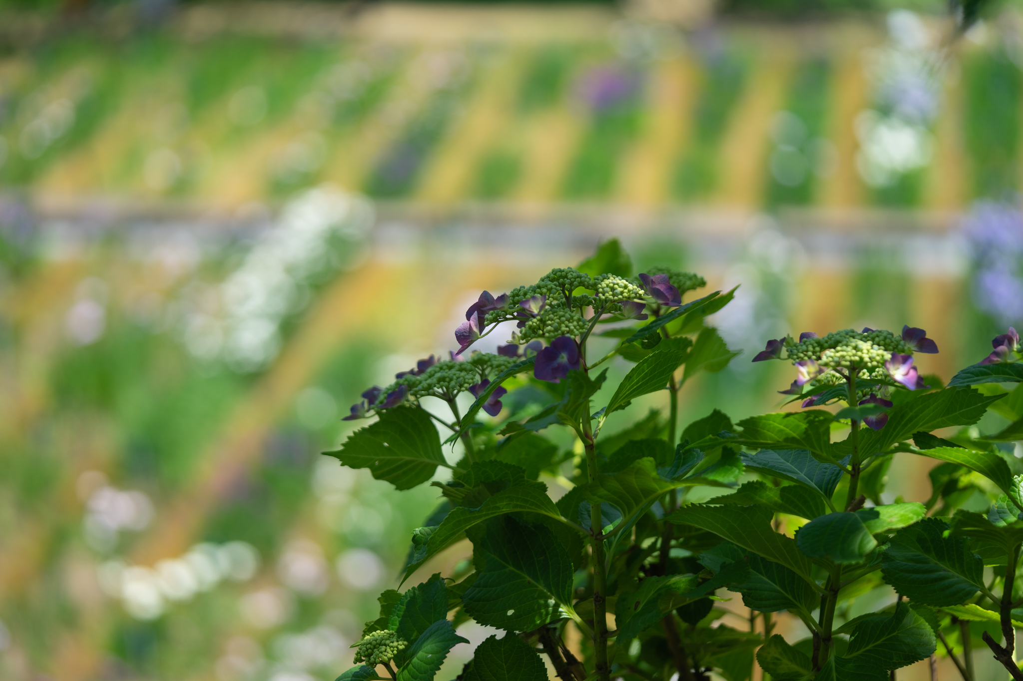 f:id:Paradisia:20190618161705j:plain f:id:Paradisia:20190618161705j:plain