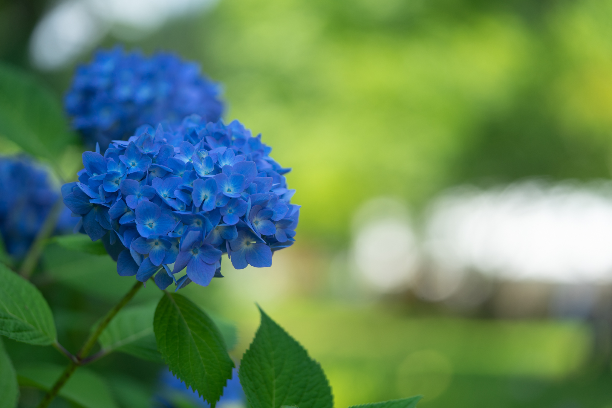 f:id:Paradisia:20190618161807j:plain f:id:Paradisia:20190618161807j:plain