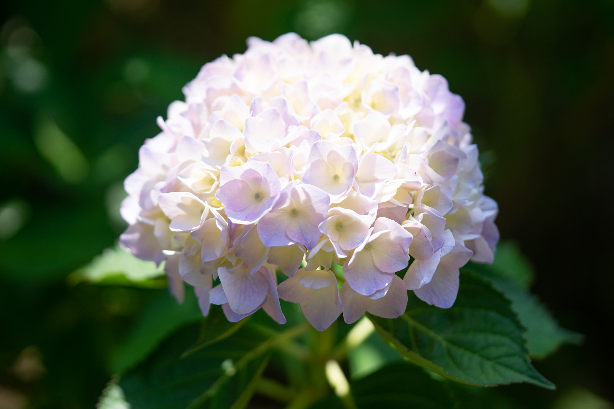 f:id:Paradisia:20190618161817j:plain f:id:Paradisia:20190618161817j:plain