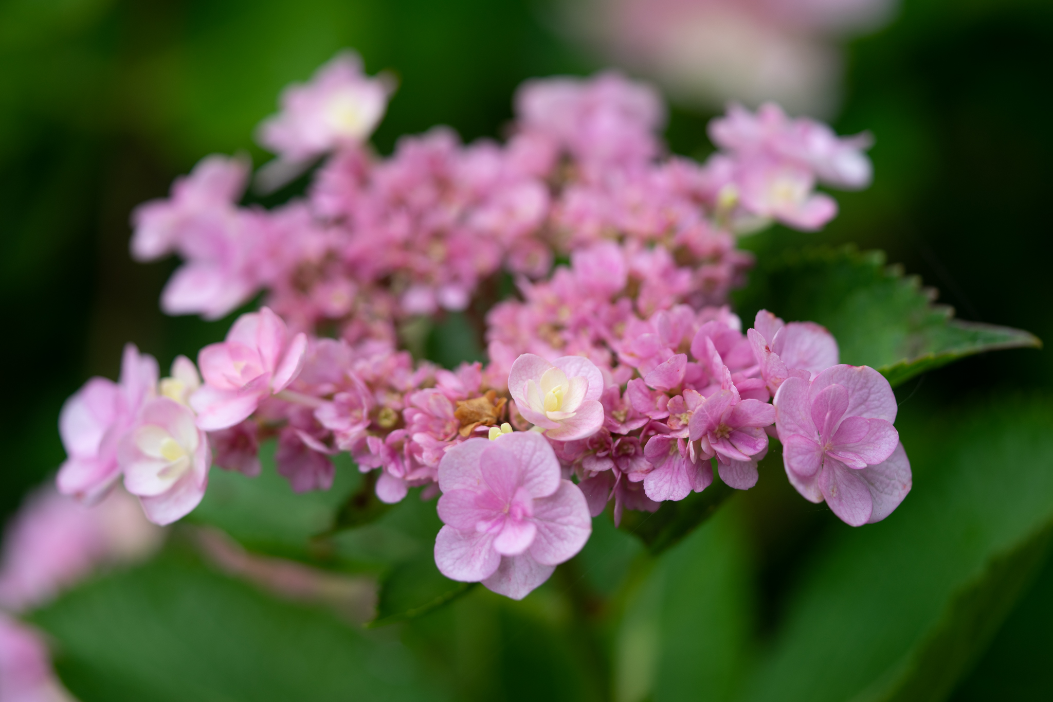 f:id:Paradisia:20190622181006j:plain