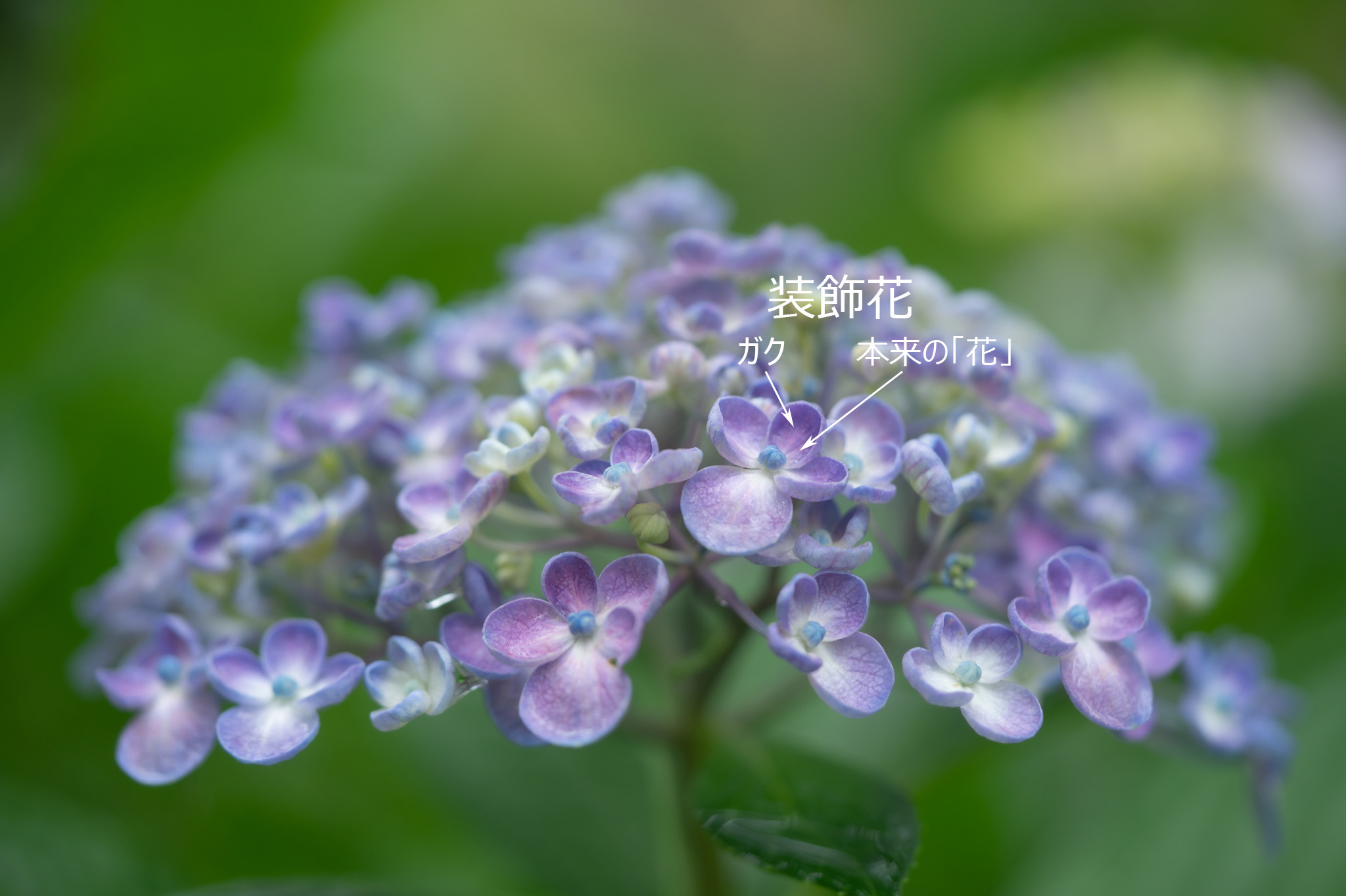 f:id:Paradisia:20190622193144j:plain