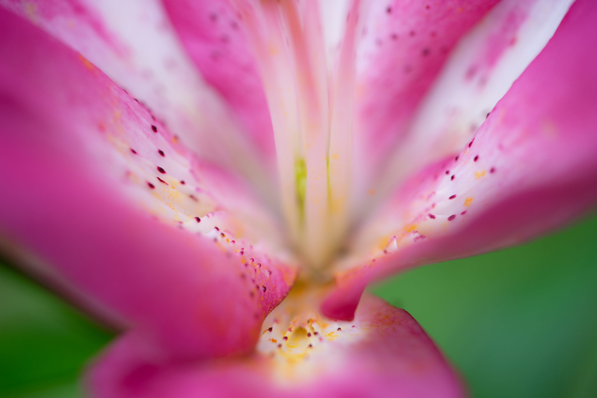 f:id:Paradisia:20190623124641j:plain
