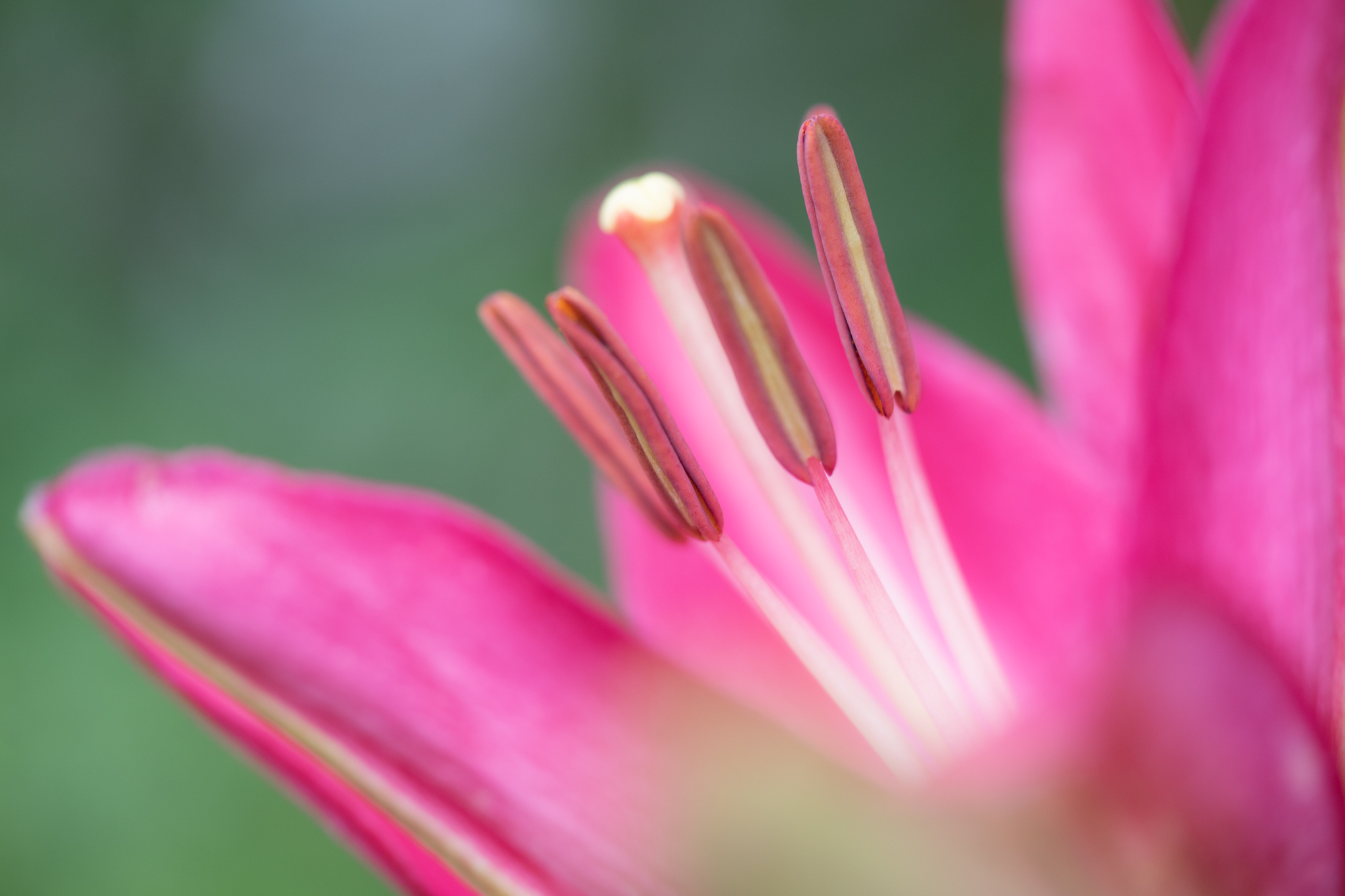 f:id:Paradisia:20190623124707j:plain