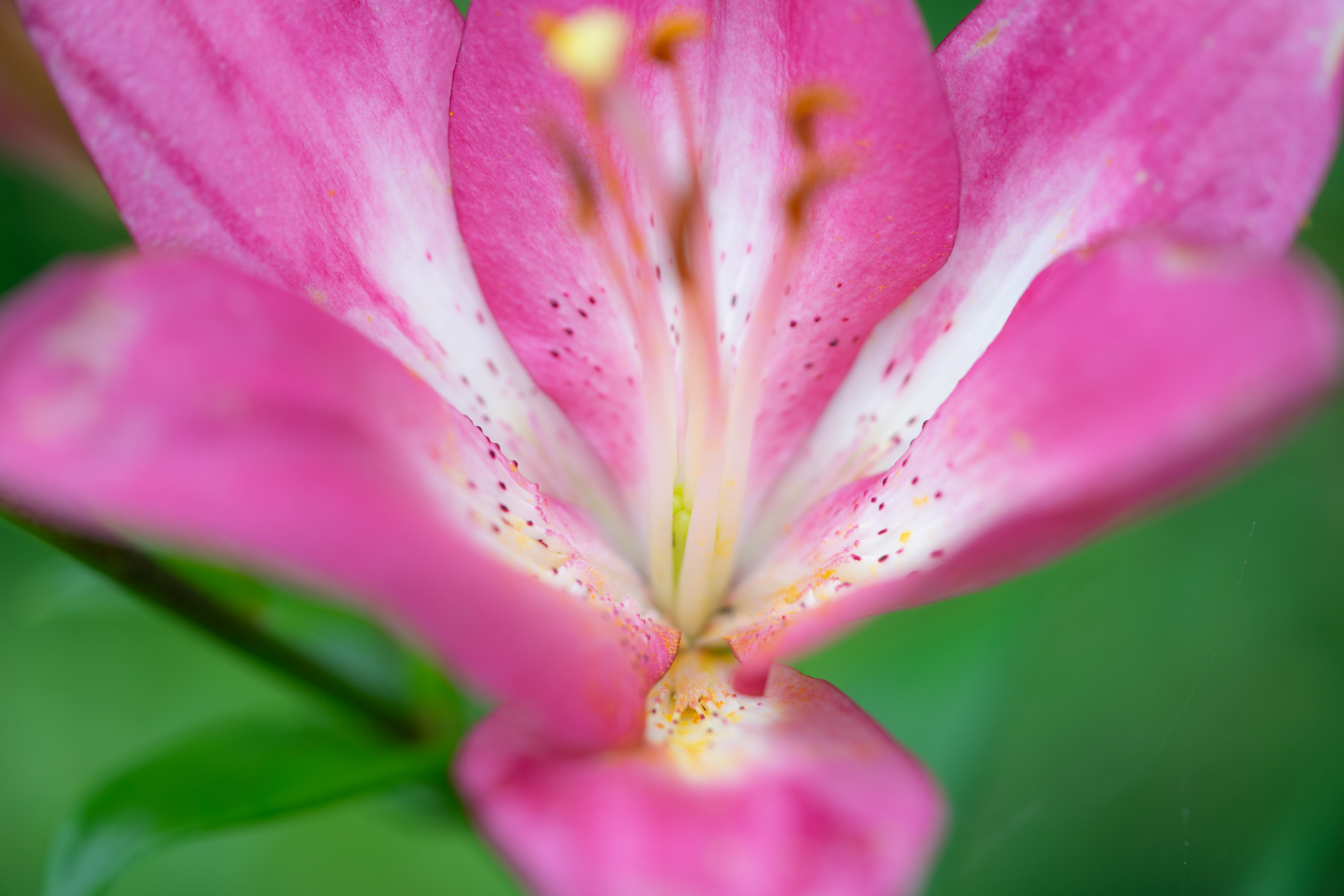 f:id:Paradisia:20190623125129j:plain