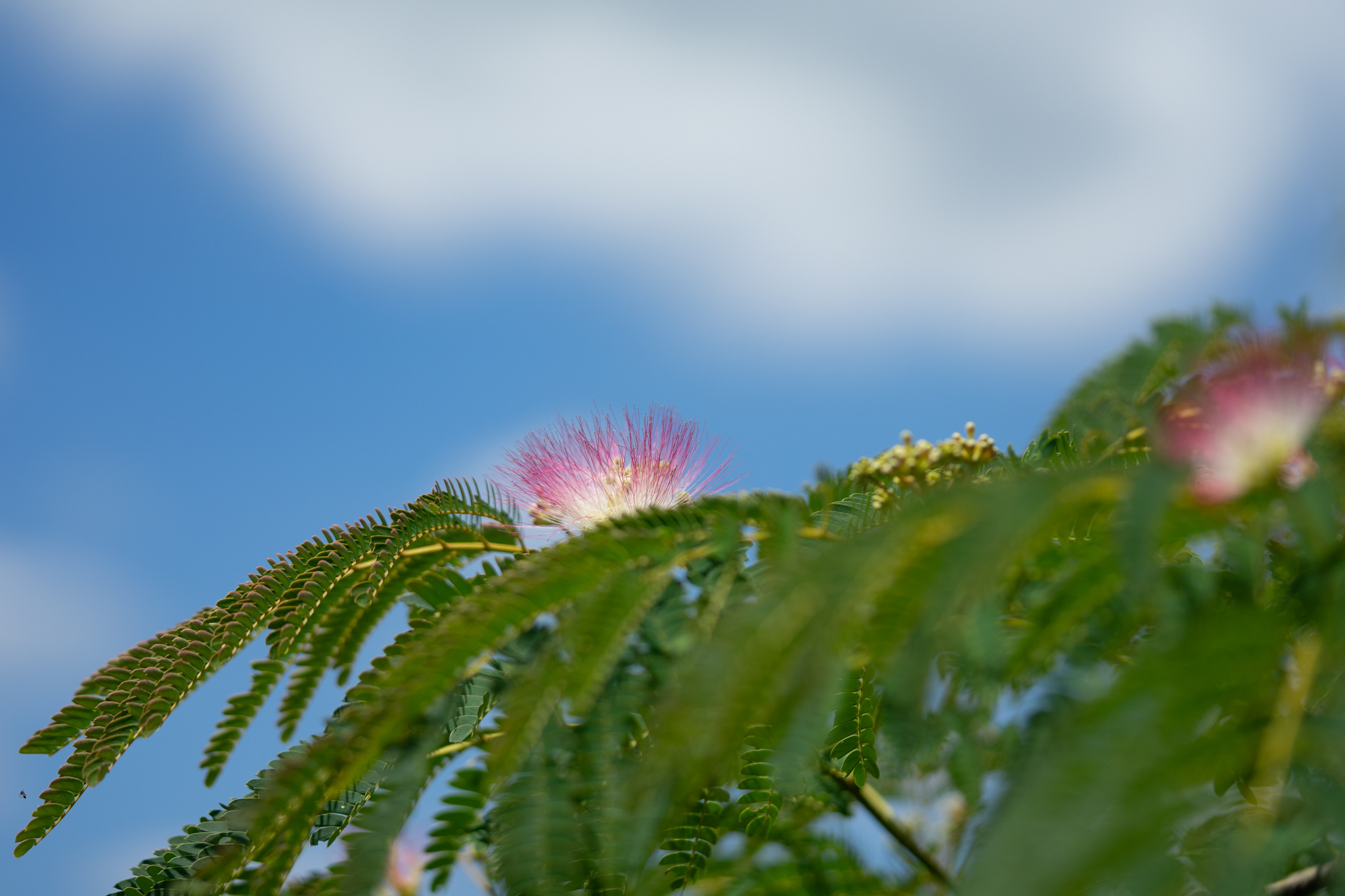 f:id:Paradisia:20190625192733j:plain