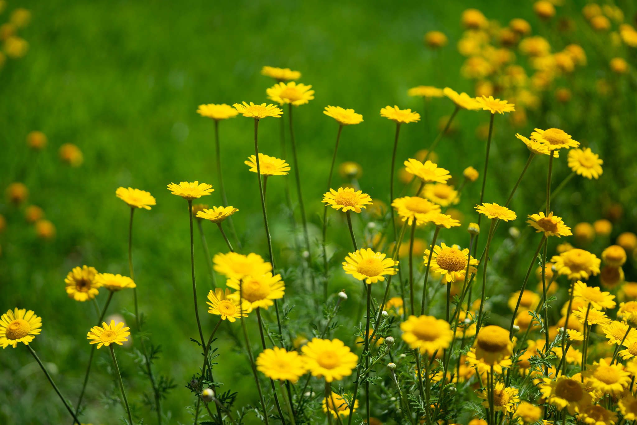 f:id:Paradisia:20190625192945j:plain f:id:Paradisia:20190625192945j:plain