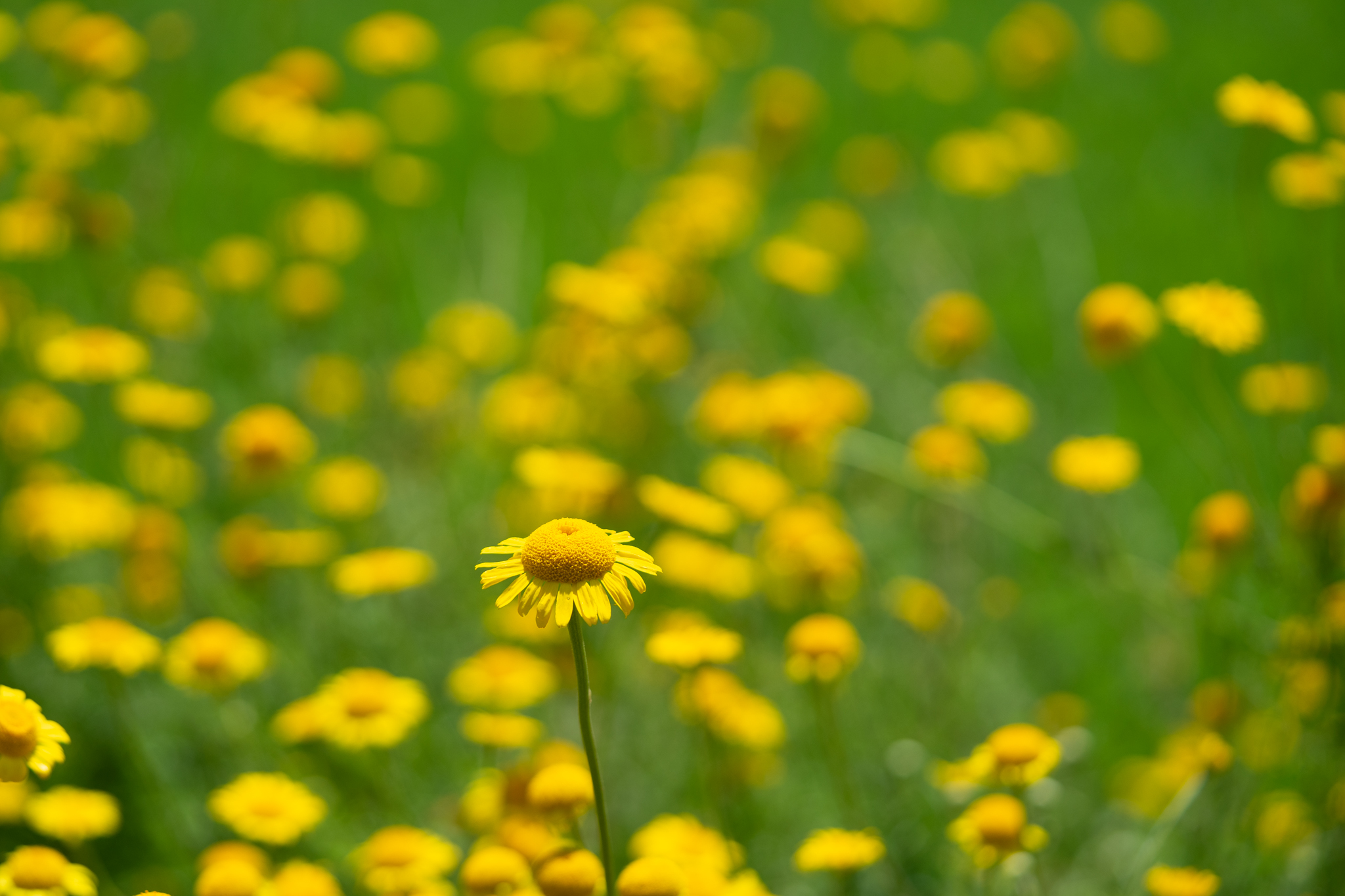 f:id:Paradisia:20190625192958j:plain f:id:Paradisia:20190625192958j:plain