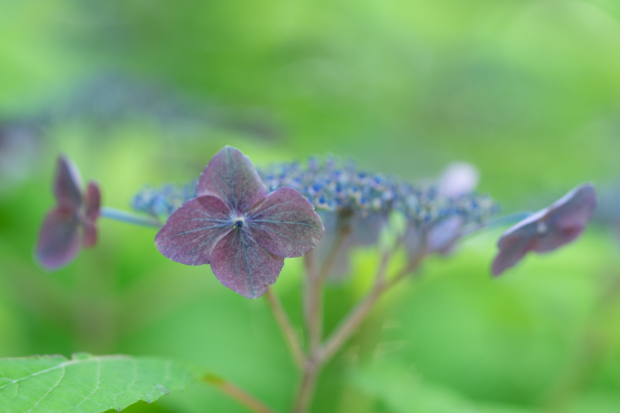 f:id:Paradisia:20190625193852j:plain f:id:Paradisia:20190625193852j:plain