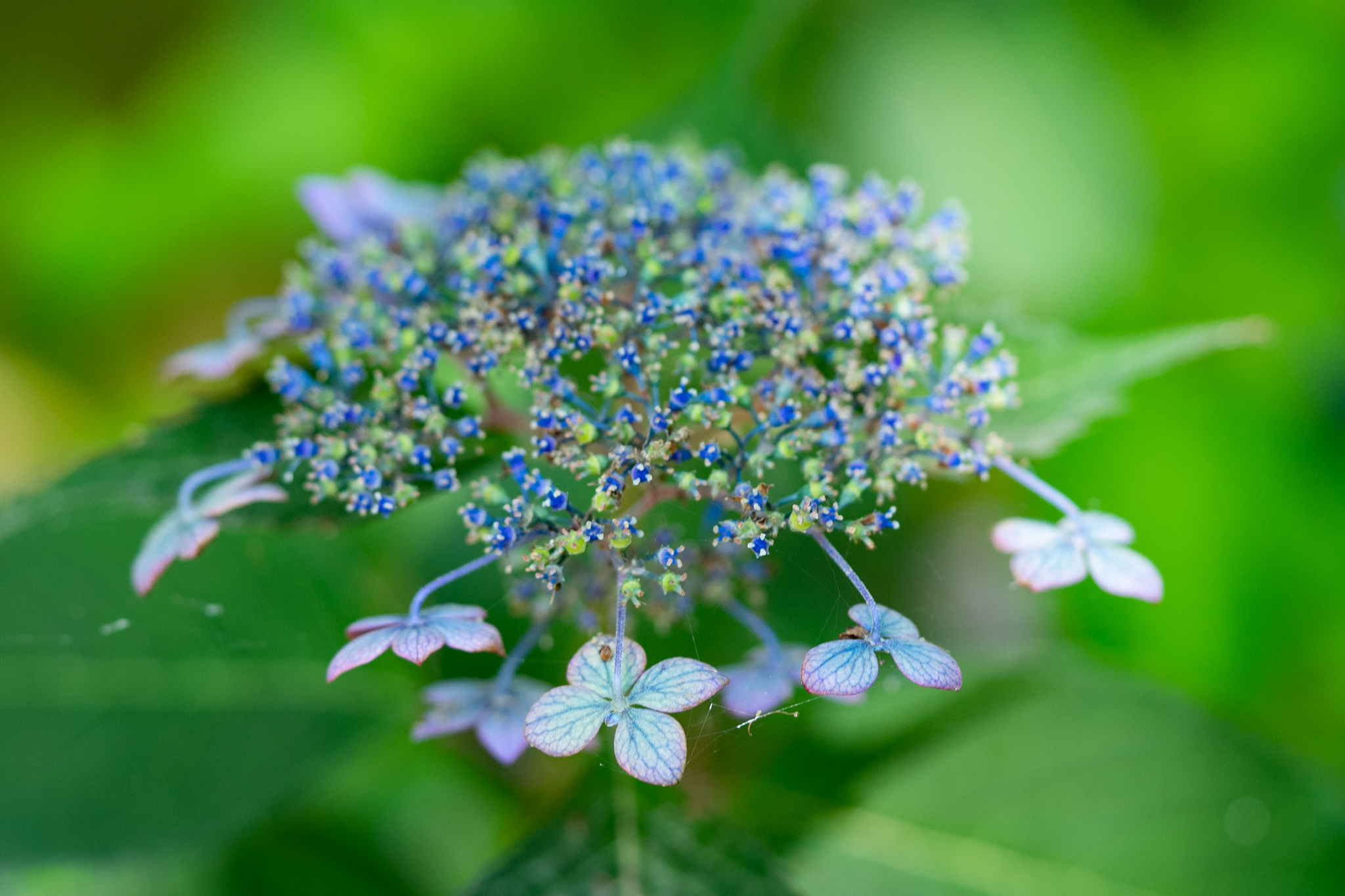 f:id:Paradisia:20190625193903j:plain f:id:Paradisia:20190625193903j:plain