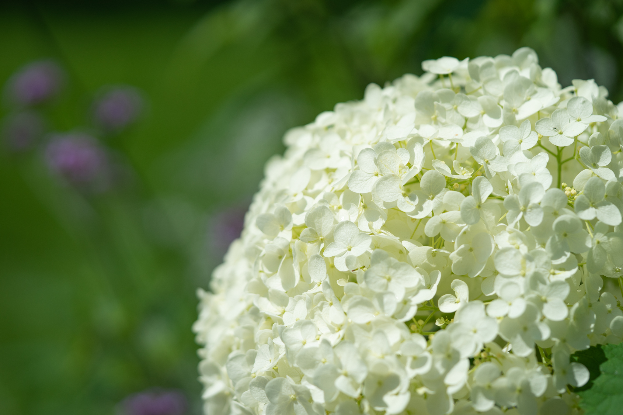 f:id:Paradisia:20190625194940j:plain f:id:Paradisia:20190625194940j:plain