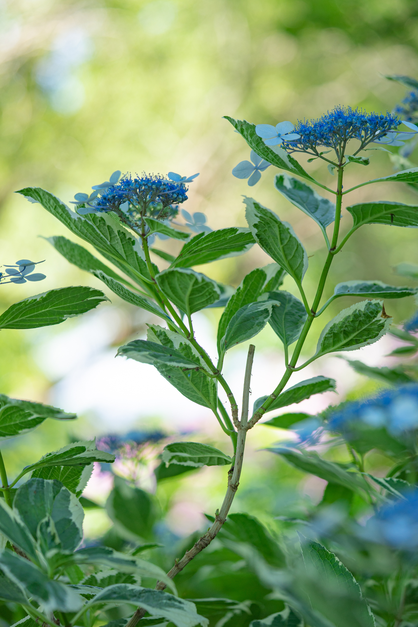 f:id:Paradisia:20190625195614j:plain f:id:Paradisia:20190625195614j:plain