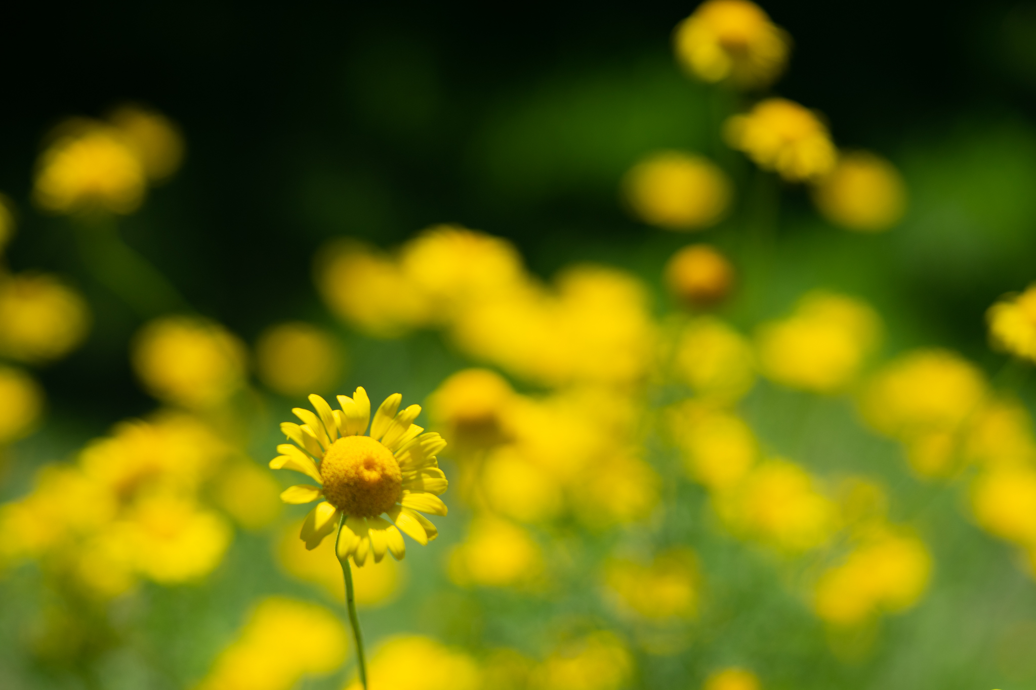 f:id:Paradisia:20190626074816j:plain