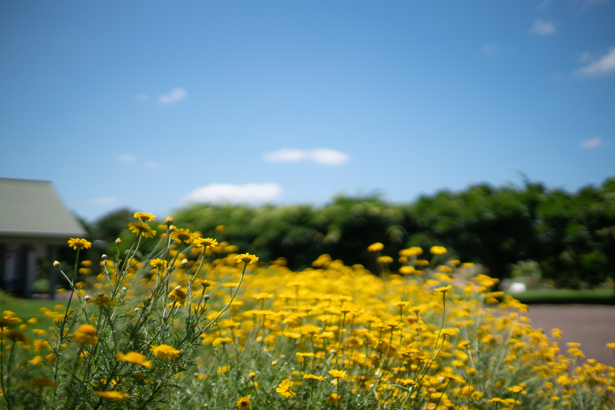 f:id:Paradisia:20190626074845j:plain