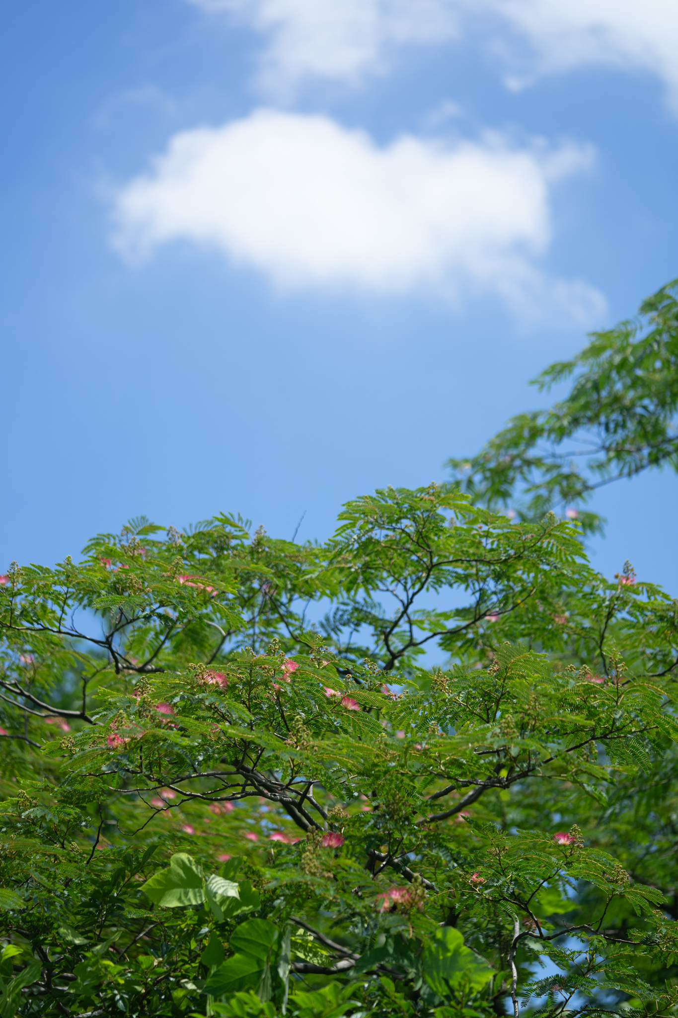 f:id:Paradisia:20190626080431j:plain