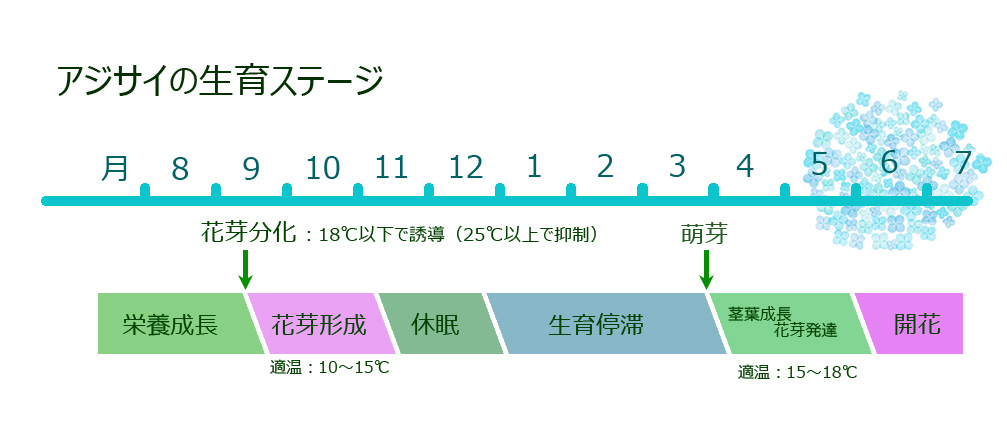 f:id:Paradisia:20190626182843j:plain f:id:Paradisia:20190626182843j:plain
