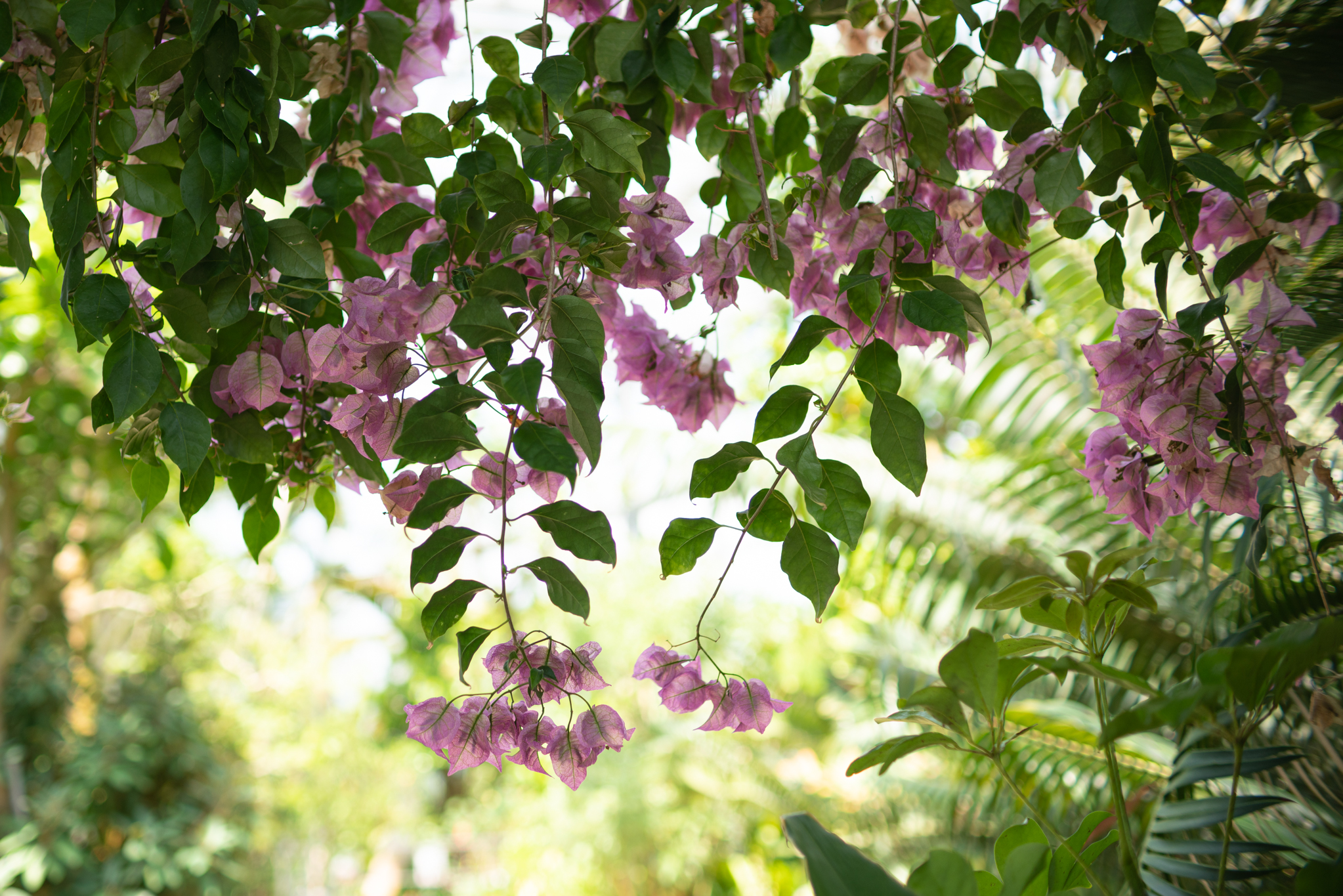 f:id:Paradisia:20190627181450j:plain f:id:Paradisia:20190627181450j:plain