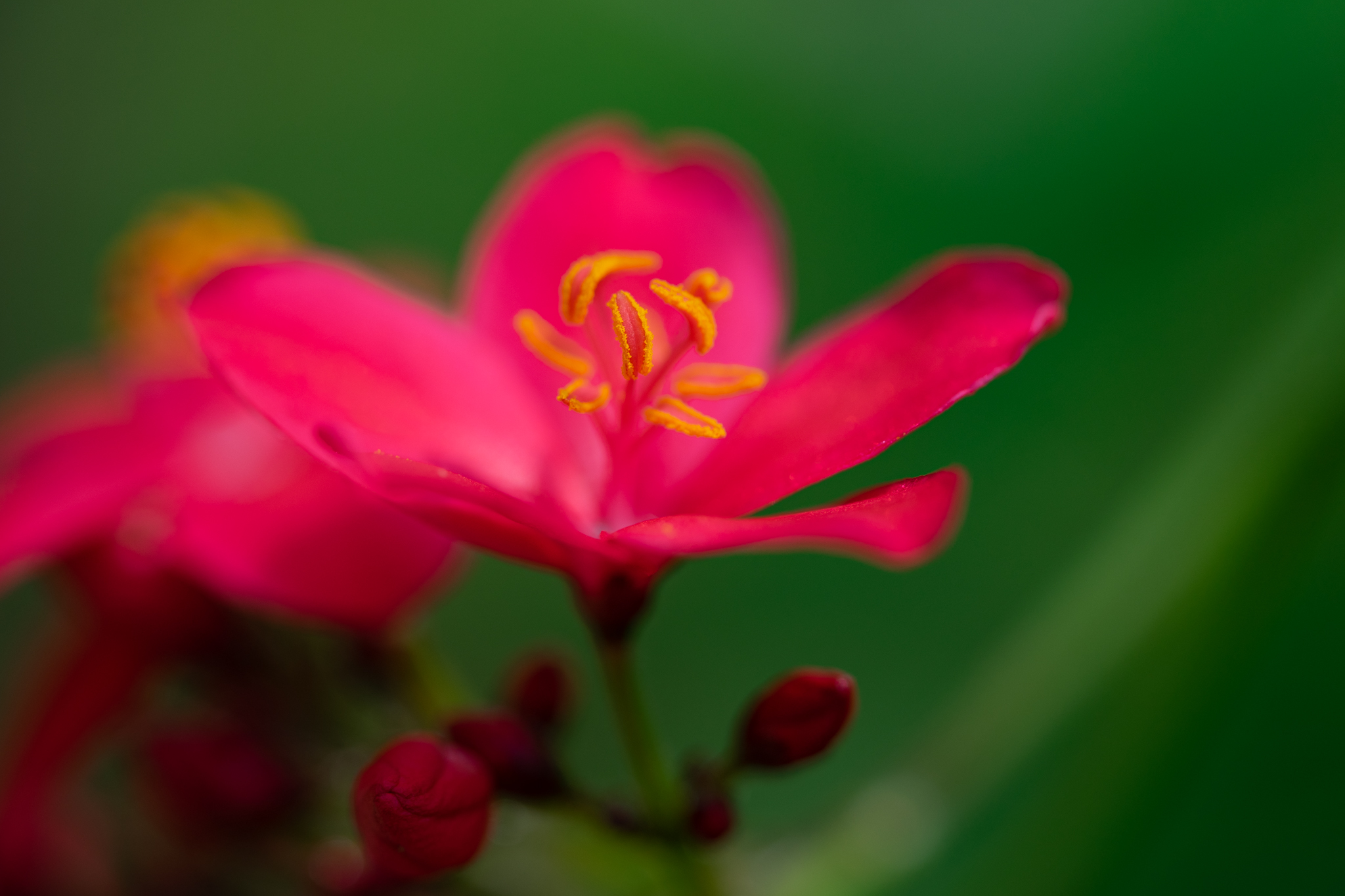 f:id:Paradisia:20190627181609j:plain f:id:Paradisia:20190627181609j:plain
