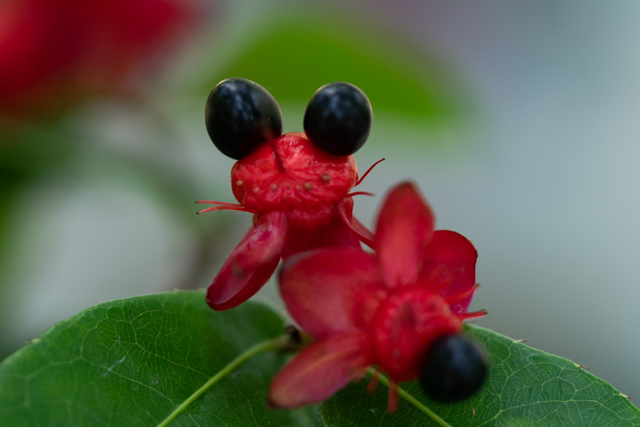 f:id:Paradisia:20190627181658j:plain f:id:Paradisia:20190627181658j:plain