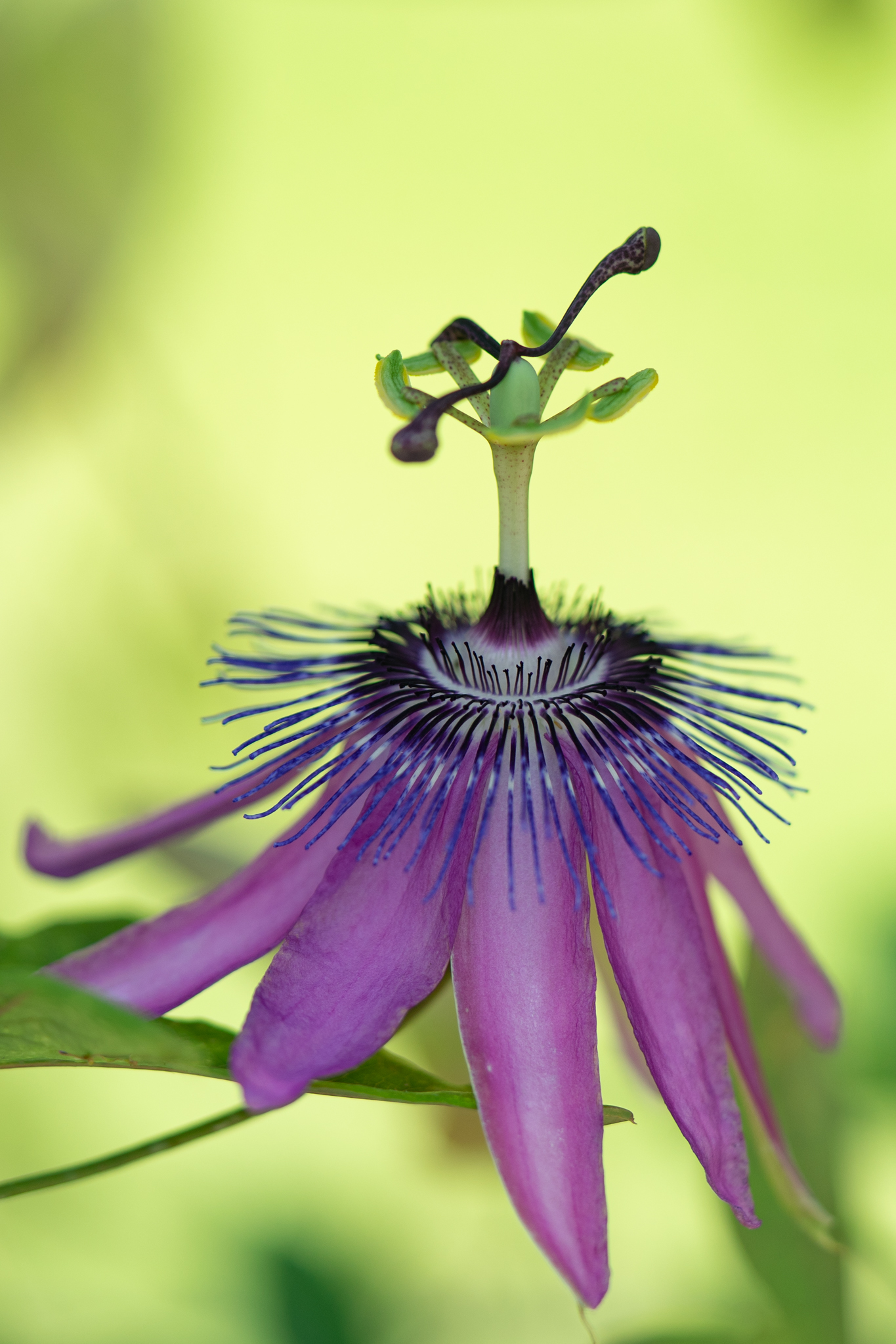 f:id:Paradisia:20190627181727j:plain f:id:Paradisia:20190627181727j:plain