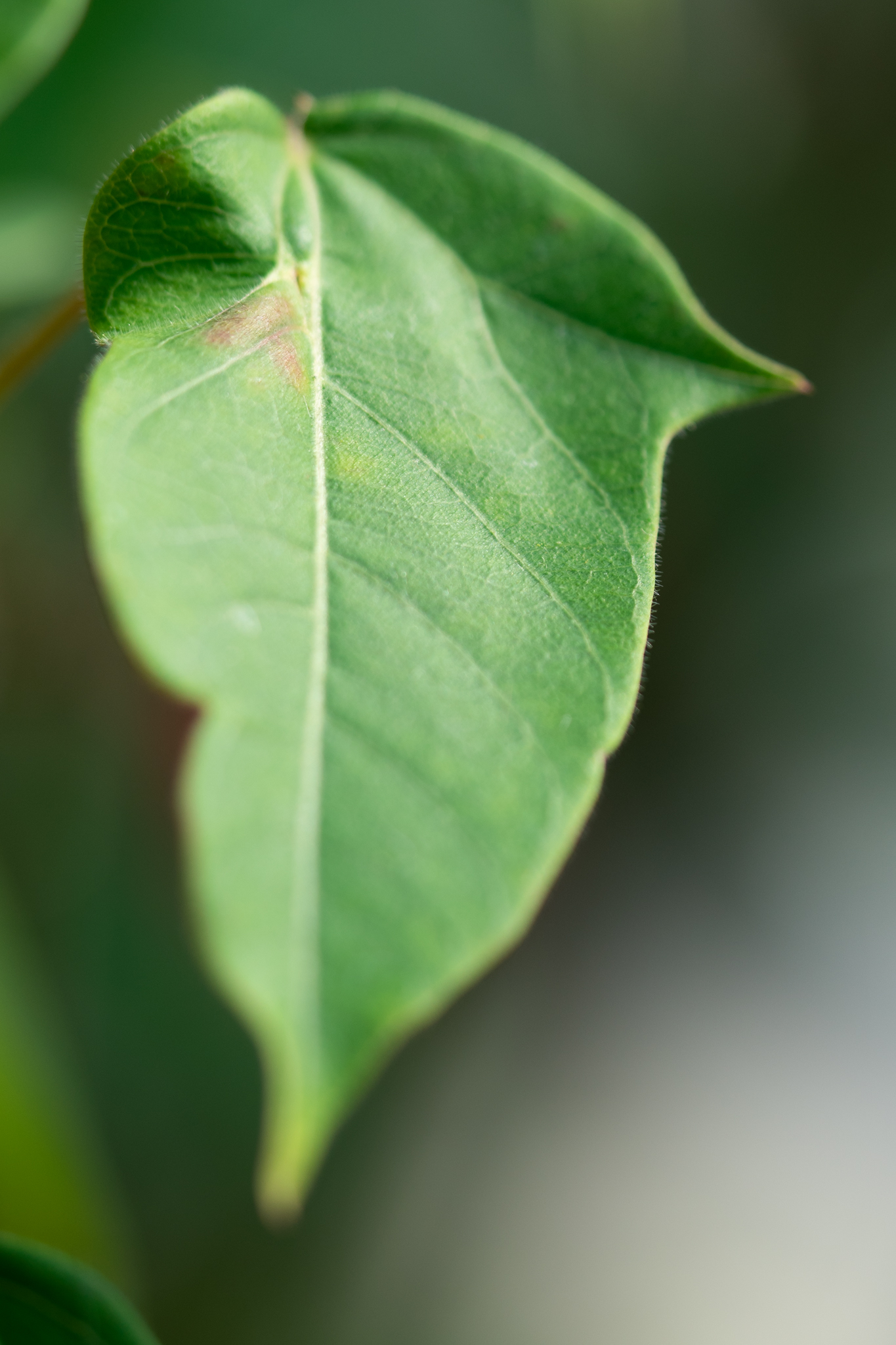 f:id:Paradisia:20190627182107j:plain f:id:Paradisia:20190627182107j:plain