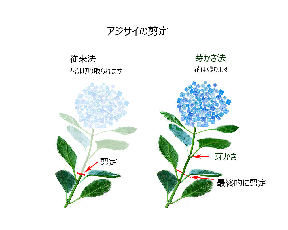 花を長く楽しむアジサイの芽かき 光と風と薔薇と