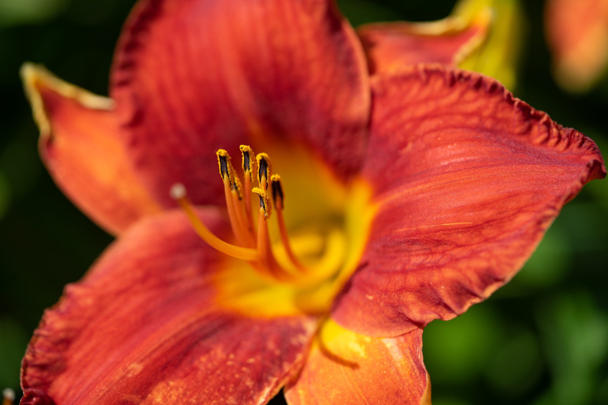 f:id:Paradisia:20190628101049j:plain f:id:Paradisia:20190628101049j:plain