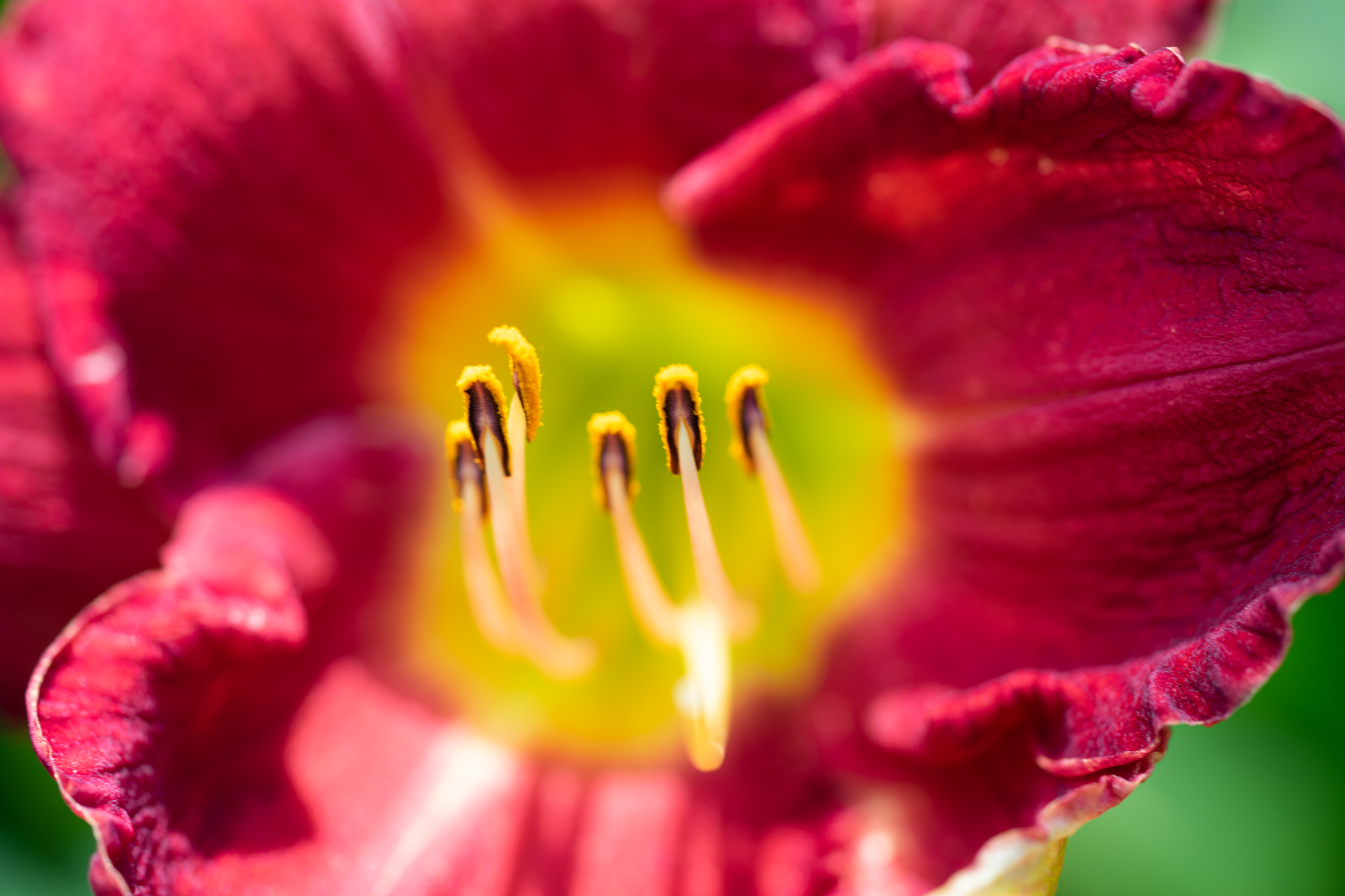 f:id:Paradisia:20190628101410j:plain f:id:Paradisia:20190628101410j:plain