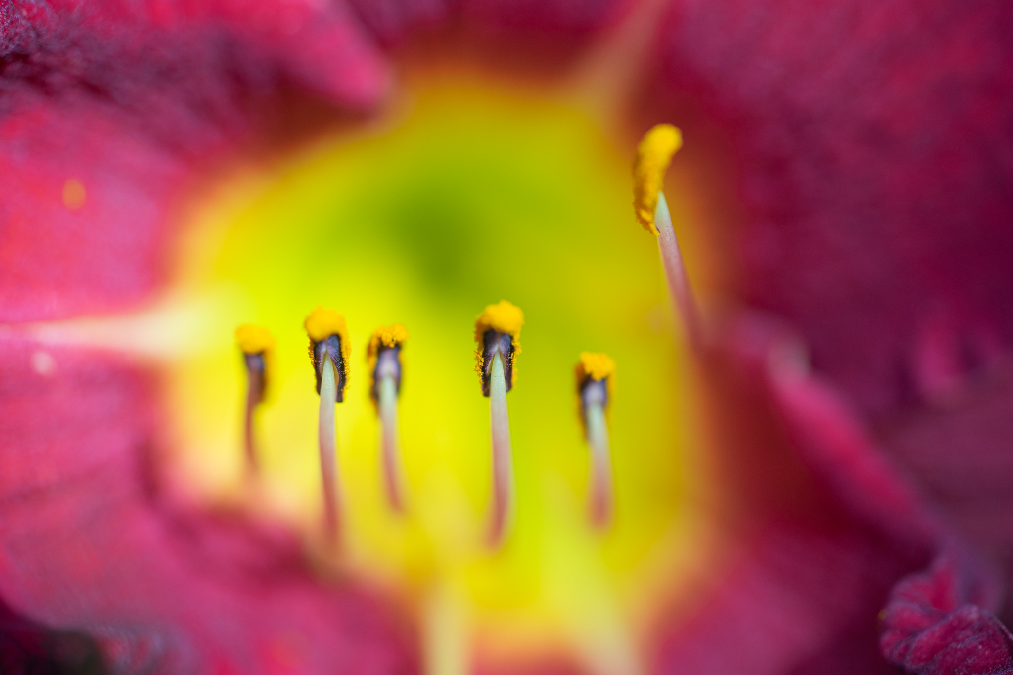 f:id:Paradisia:20190628101420j:plain f:id:Paradisia:20190628101420j:plain