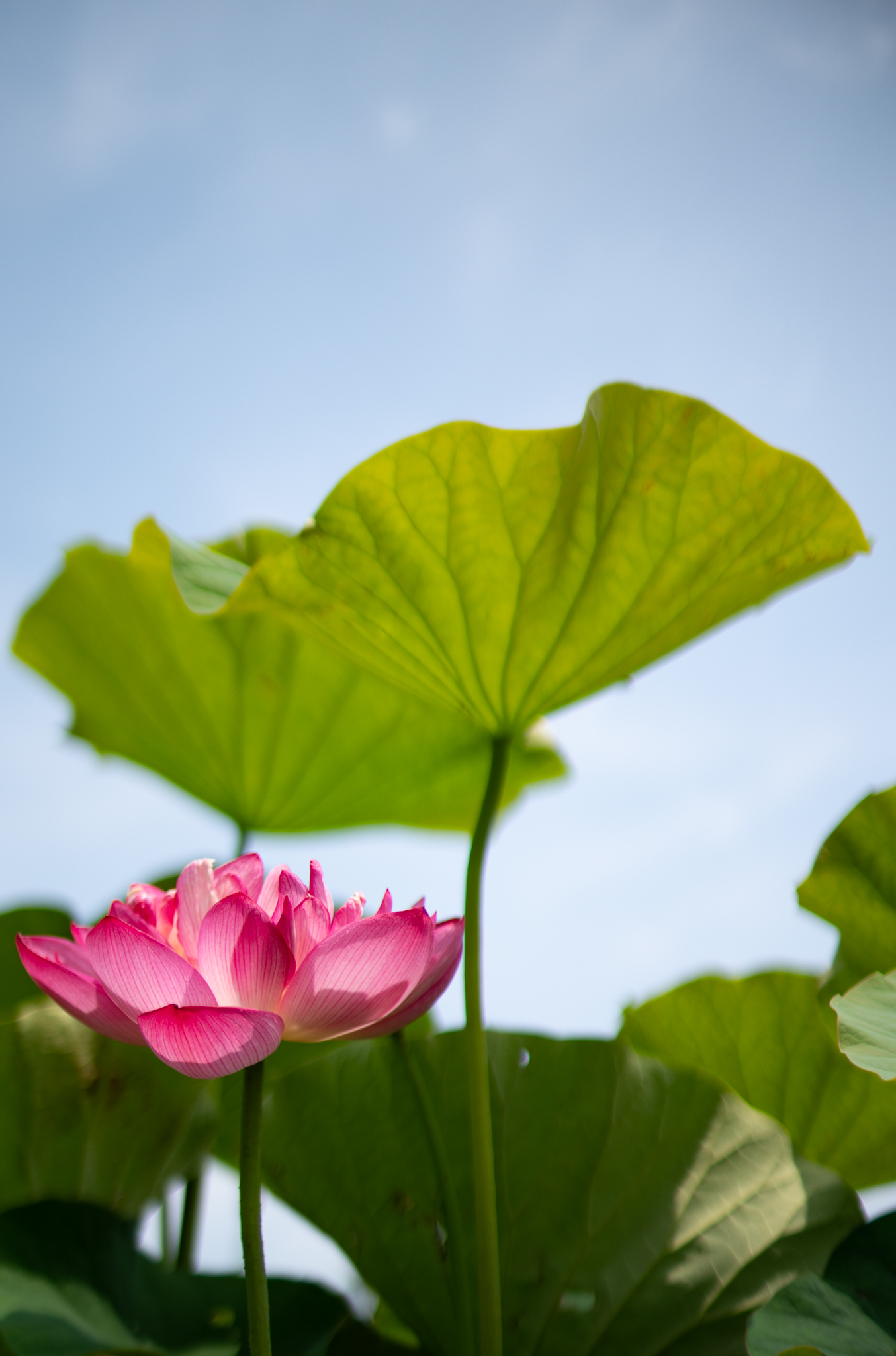 f:id:Paradisia:20190702174407j:plain