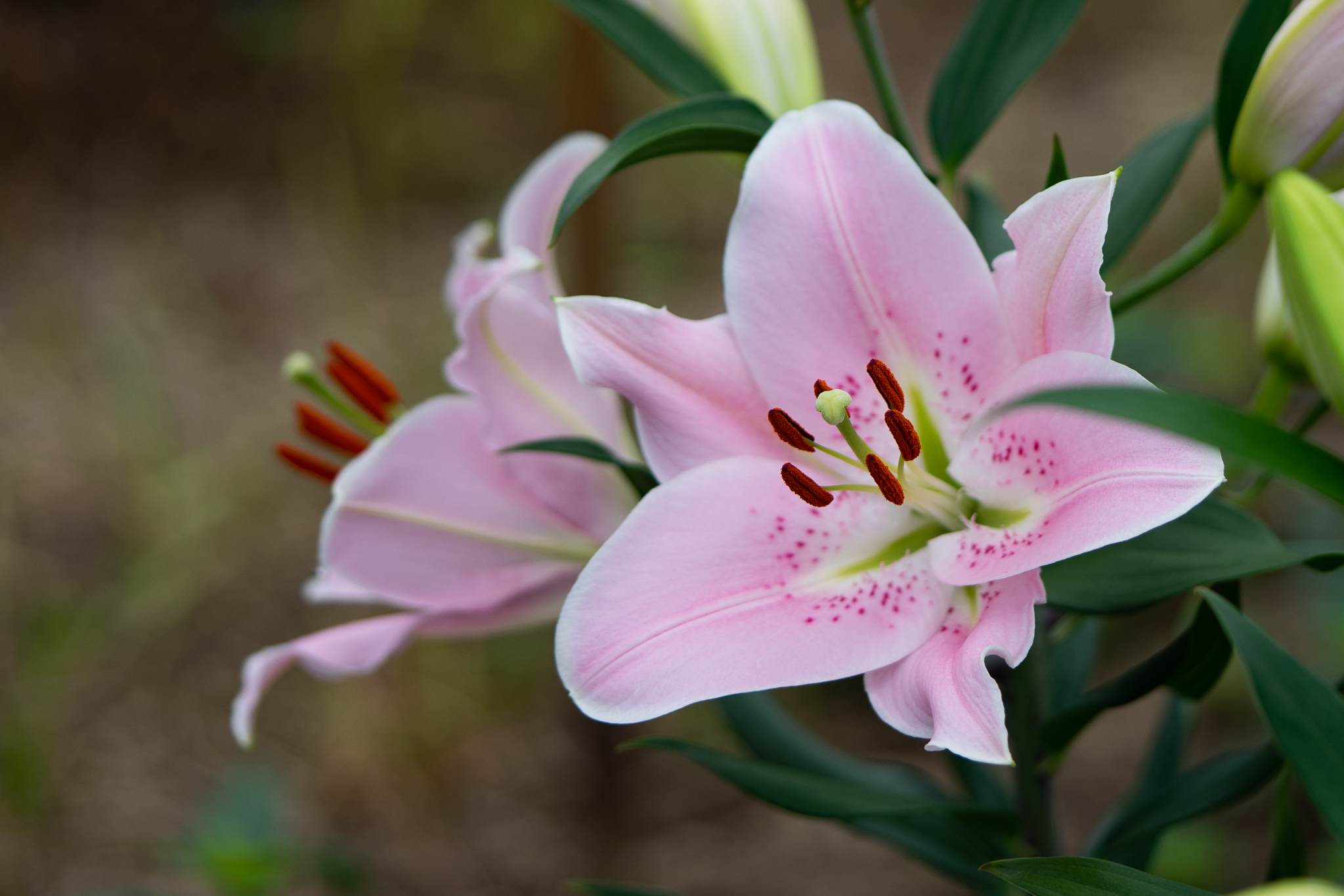 f:id:Paradisia:20190702180656j:plain