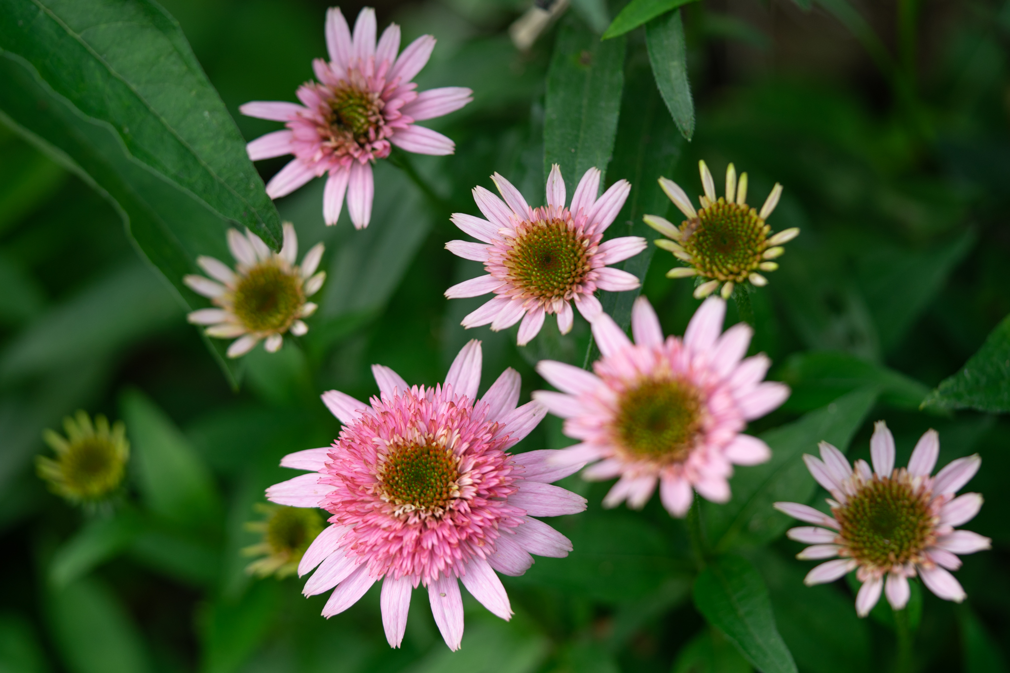 f:id:Paradisia:20190702191623j:plain f:id:Paradisia:20190702191623j:plain
