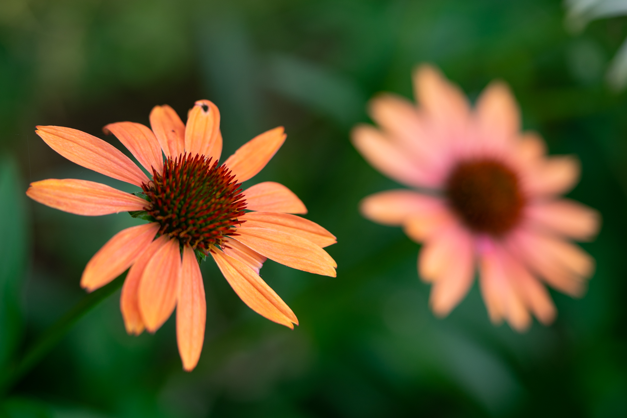 f:id:Paradisia:20190702191639j:plain f:id:Paradisia:20190702191639j:plain