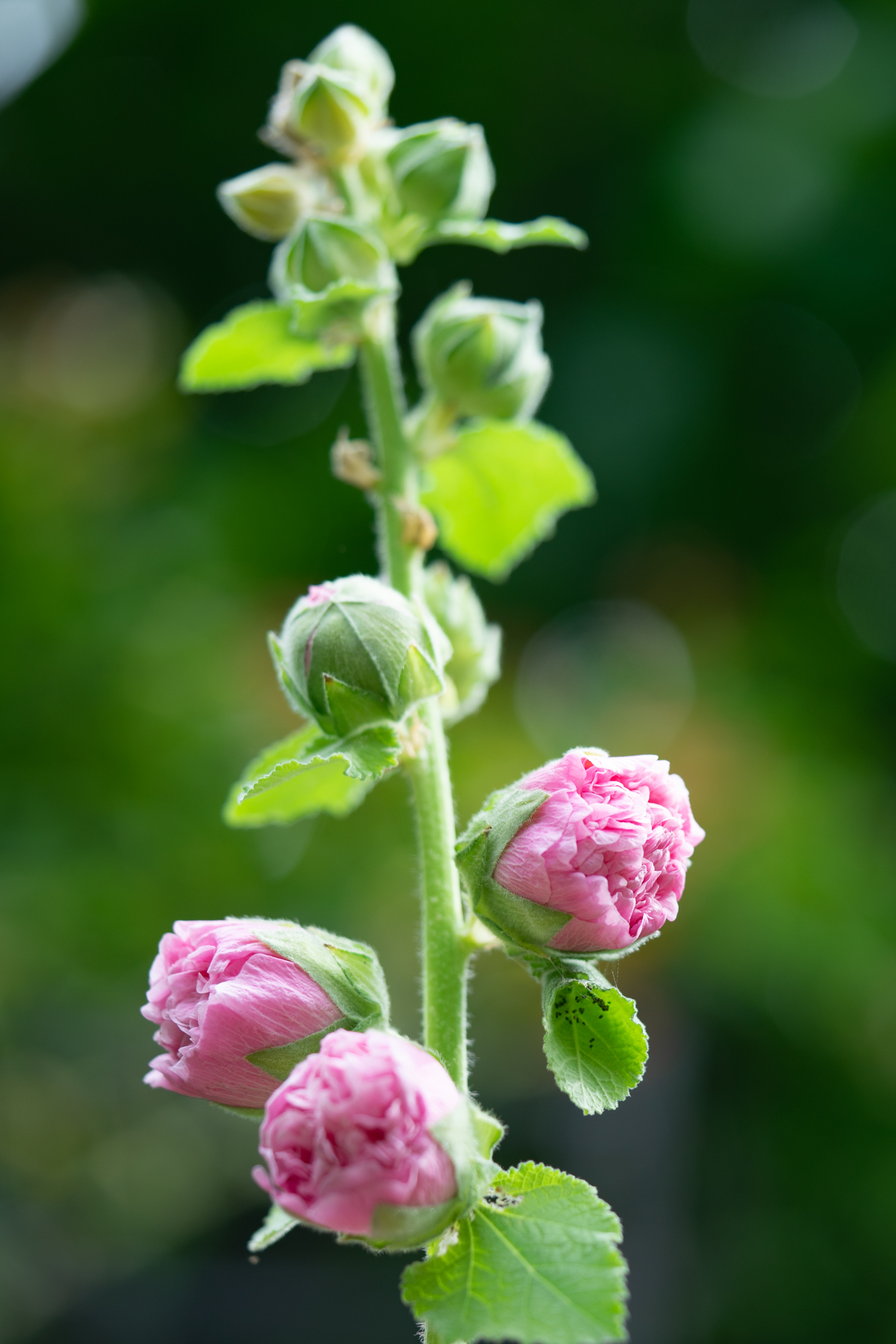 f:id:Paradisia:20190702191724j:plain f:id:Paradisia:20190702191724j:plain