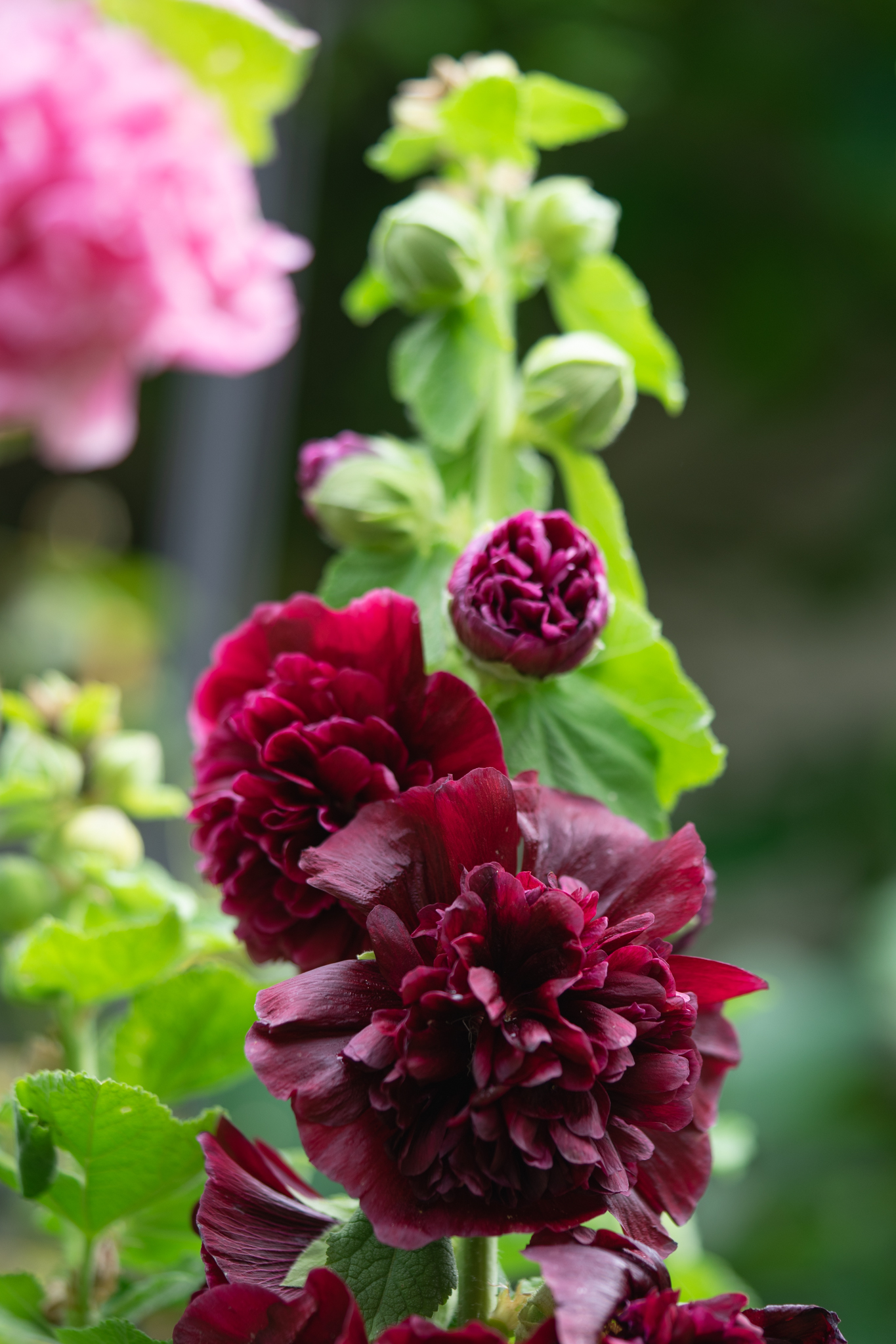 f:id:Paradisia:20190702191736j:plain f:id:Paradisia:20190702191736j:plain
