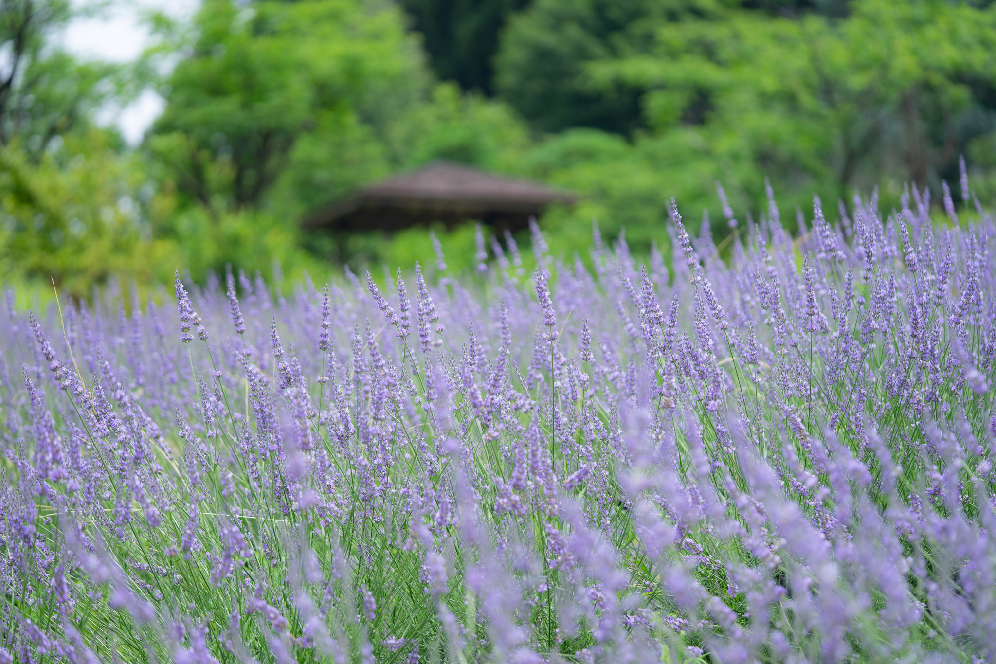 f:id:Paradisia:20190703125741j:plain