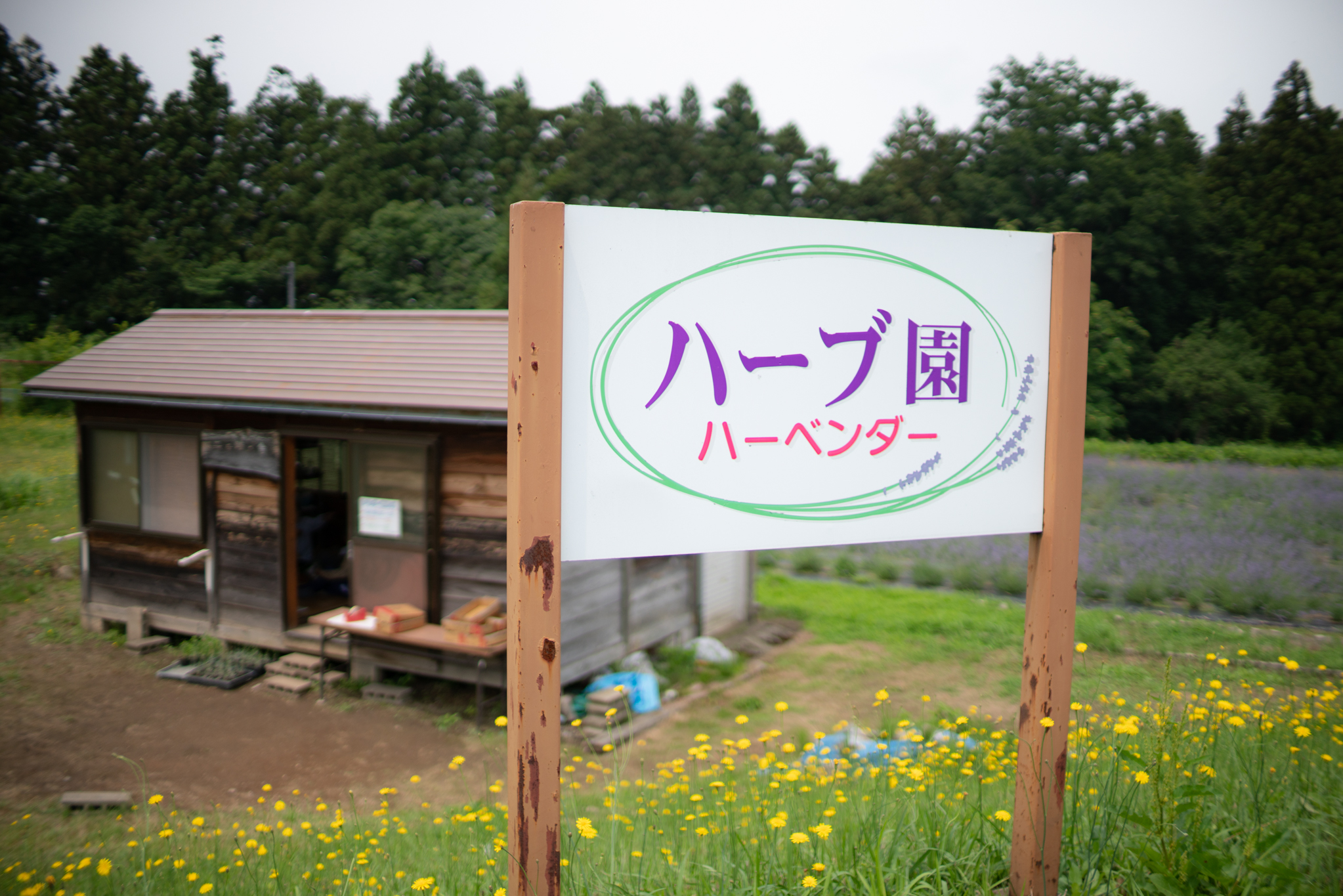 f:id:Paradisia:20190703125807j:plain