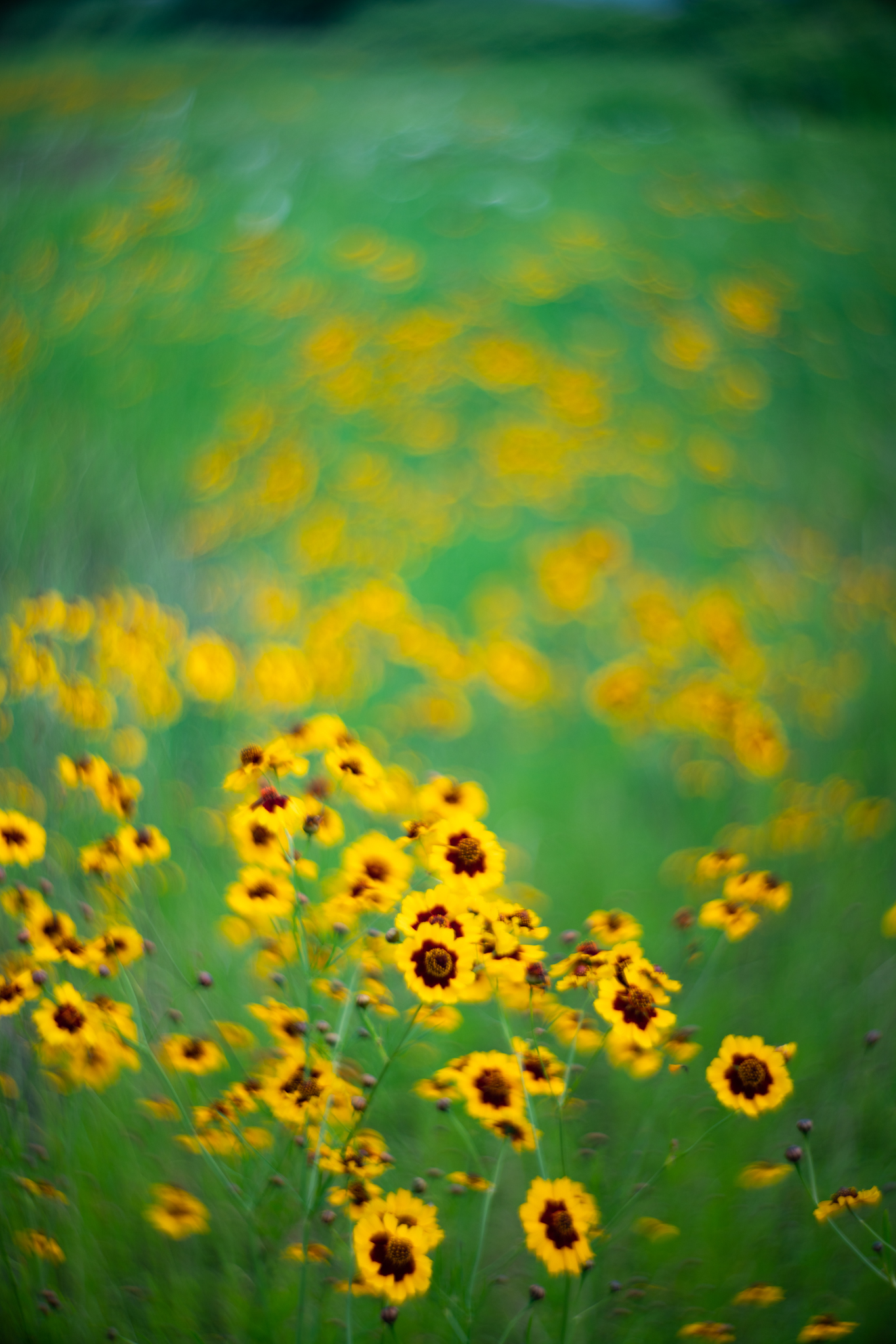 f:id:Paradisia:20190703134406j:plain