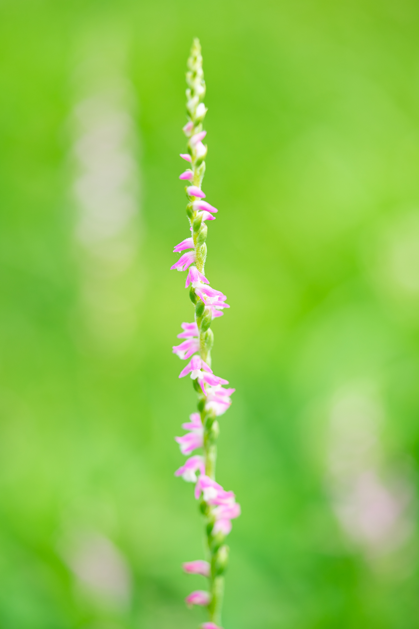 f:id:Paradisia:20190706202445j:plain f:id:Paradisia:20190706202445j:plain