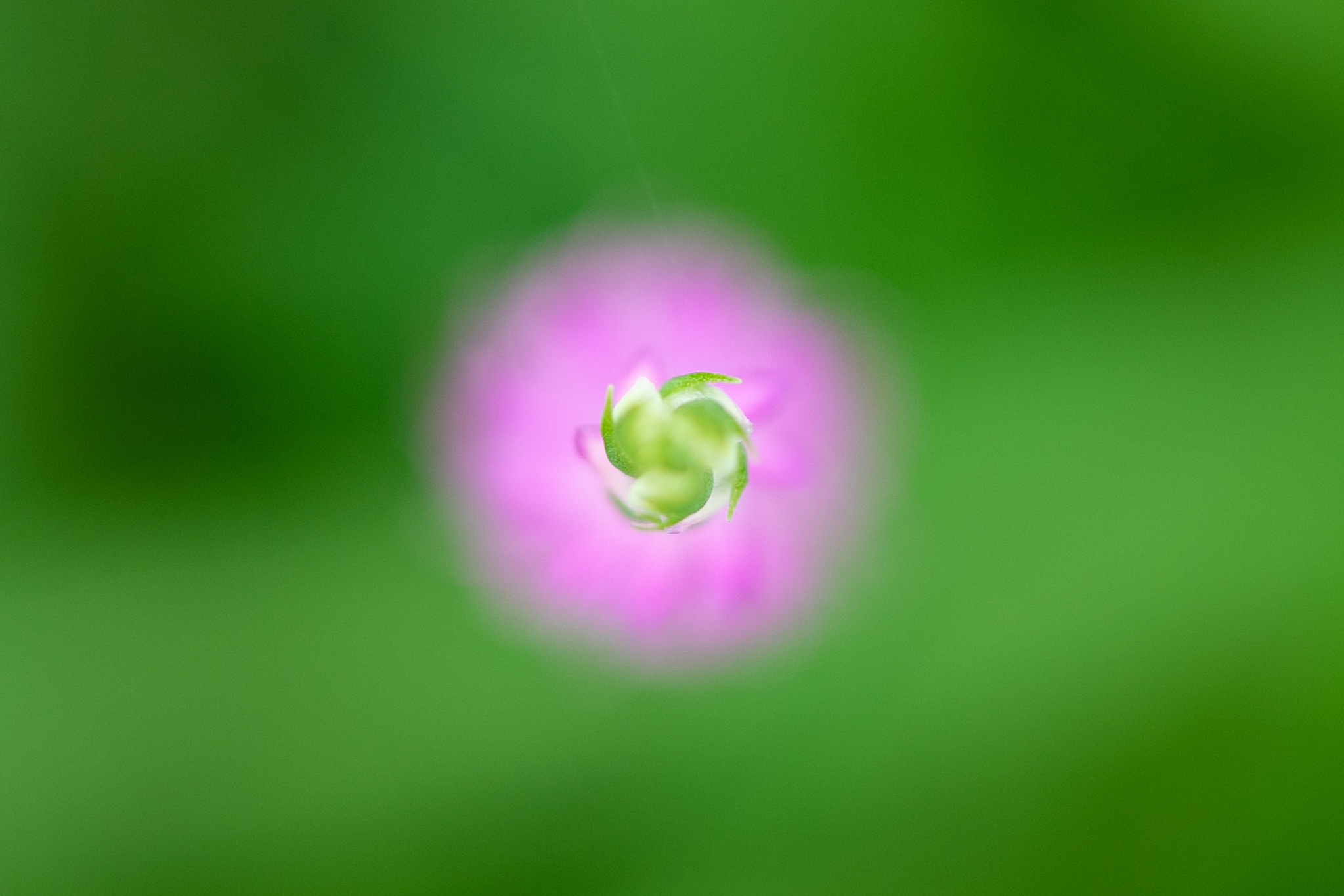 f:id:Paradisia:20190706203031j:plain