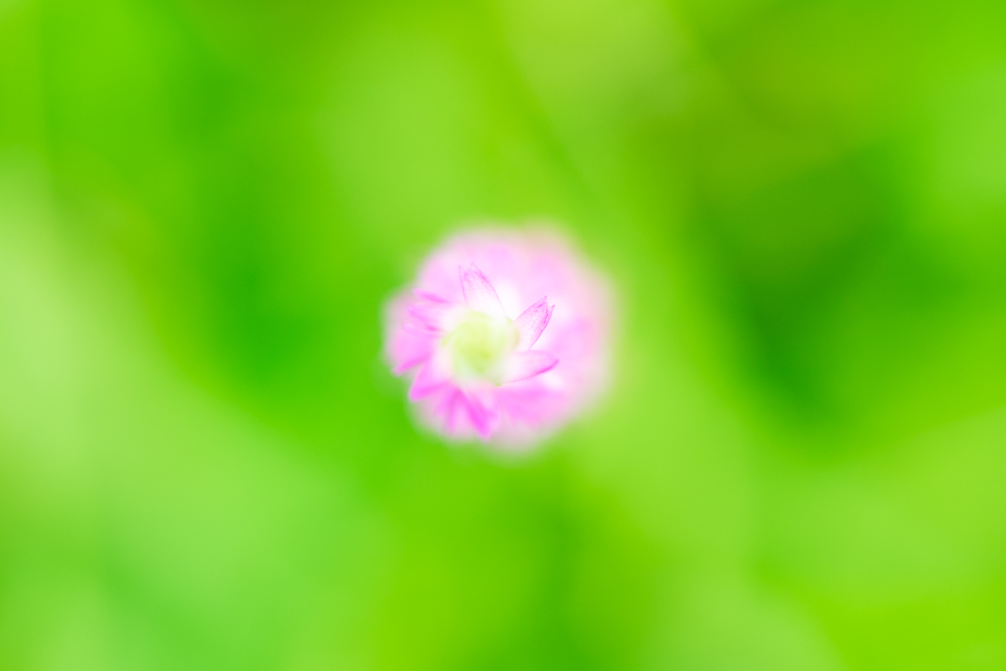 f:id:Paradisia:20190706203103j:plain