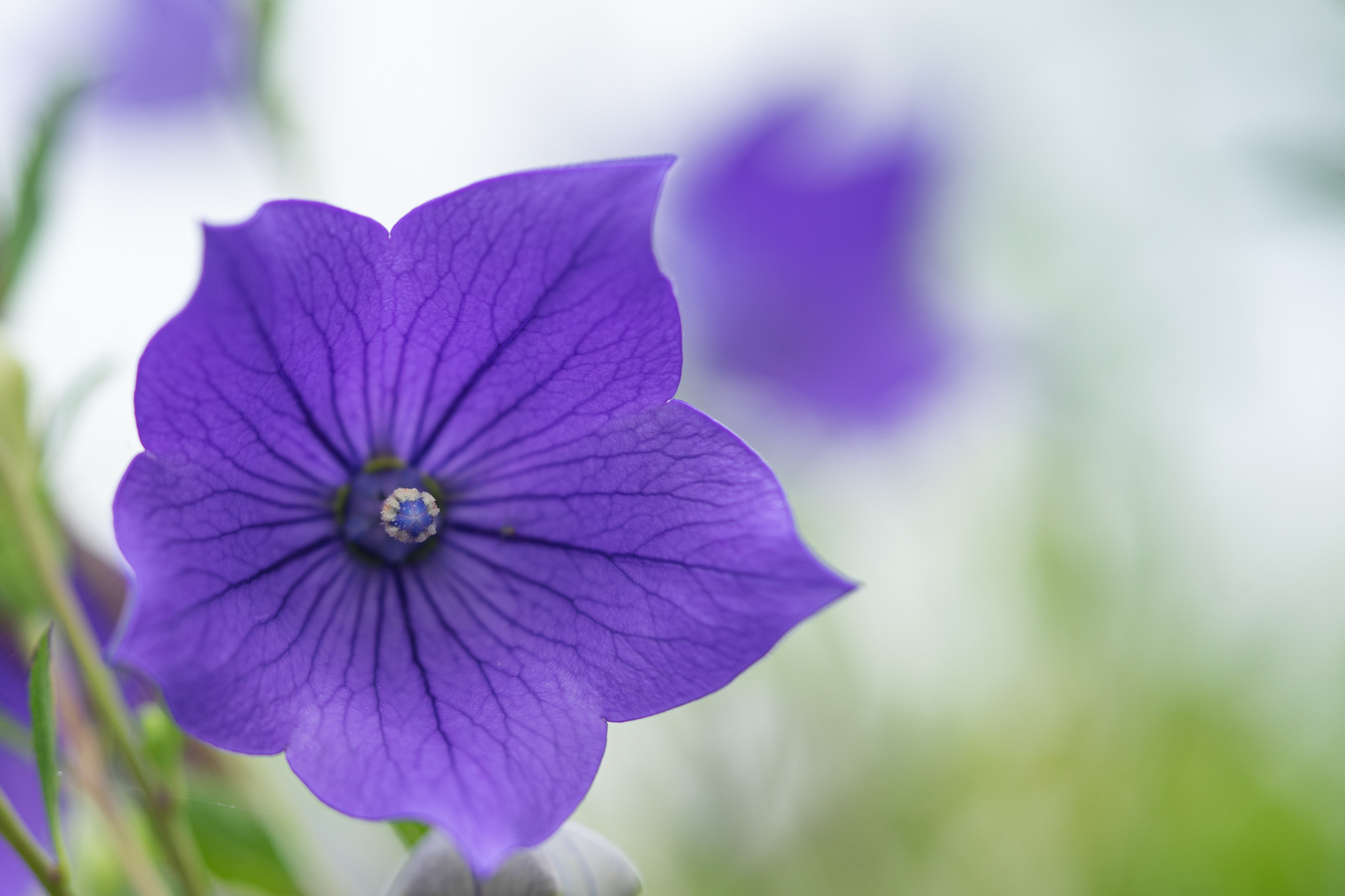 f:id:Paradisia:20190709063356j:plain