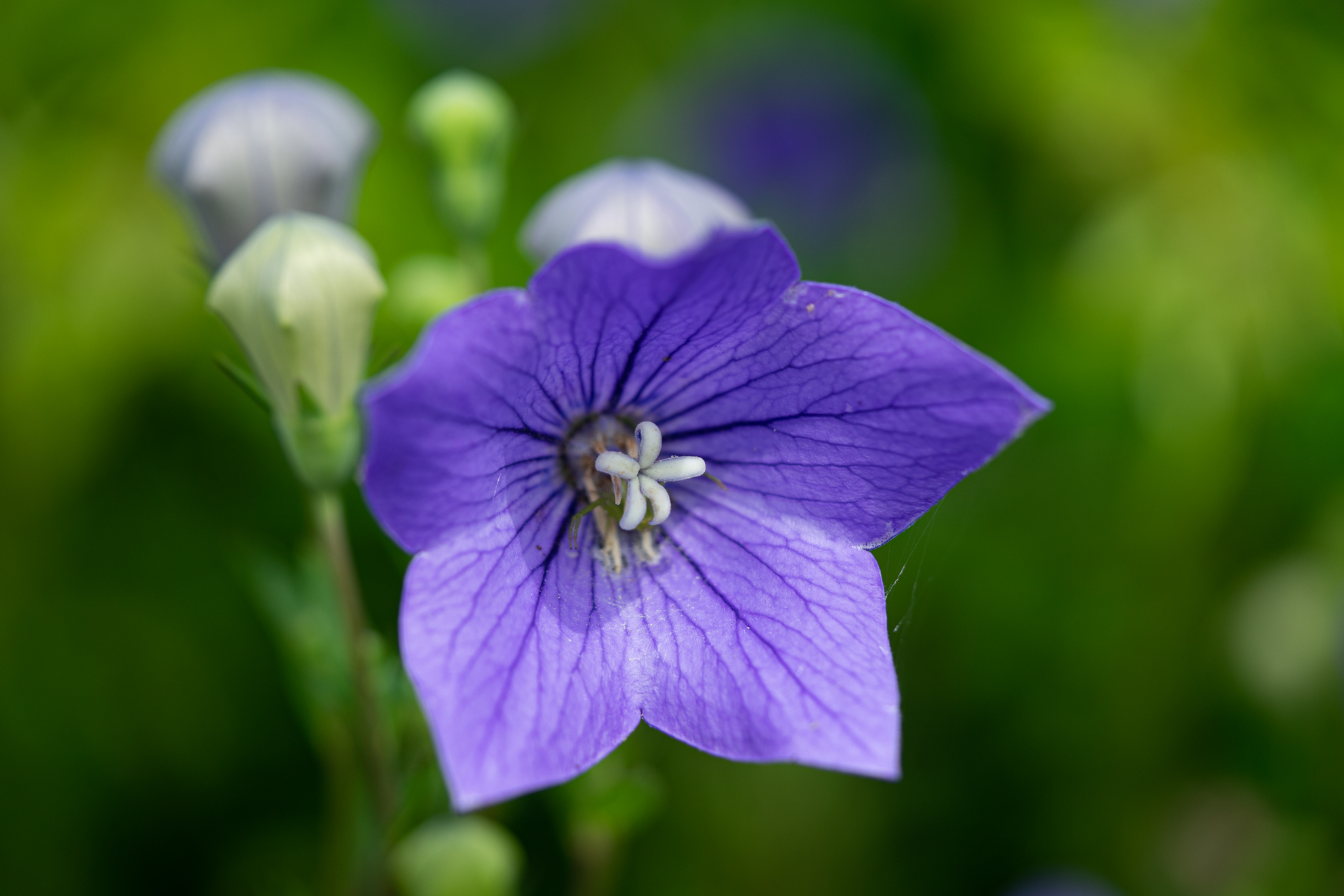 f:id:Paradisia:20190709063624j:plain
