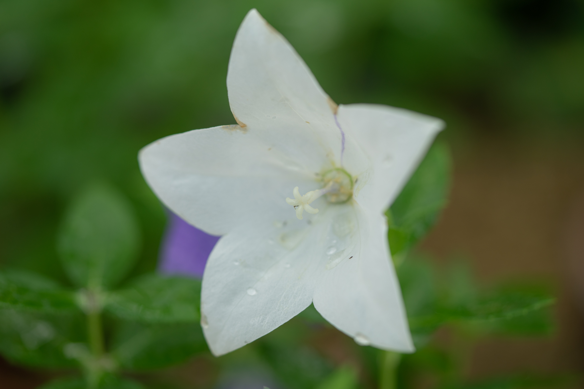 f:id:Paradisia:20190709063738j:plain